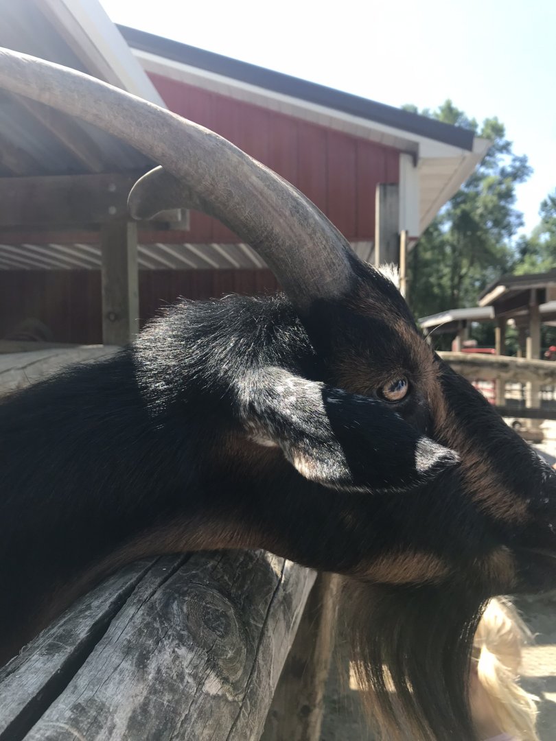 Kids kingdom Nigerian dwarf goat