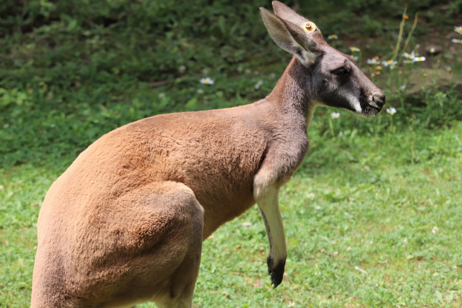 Kids Kingdom - Red Kangaroo