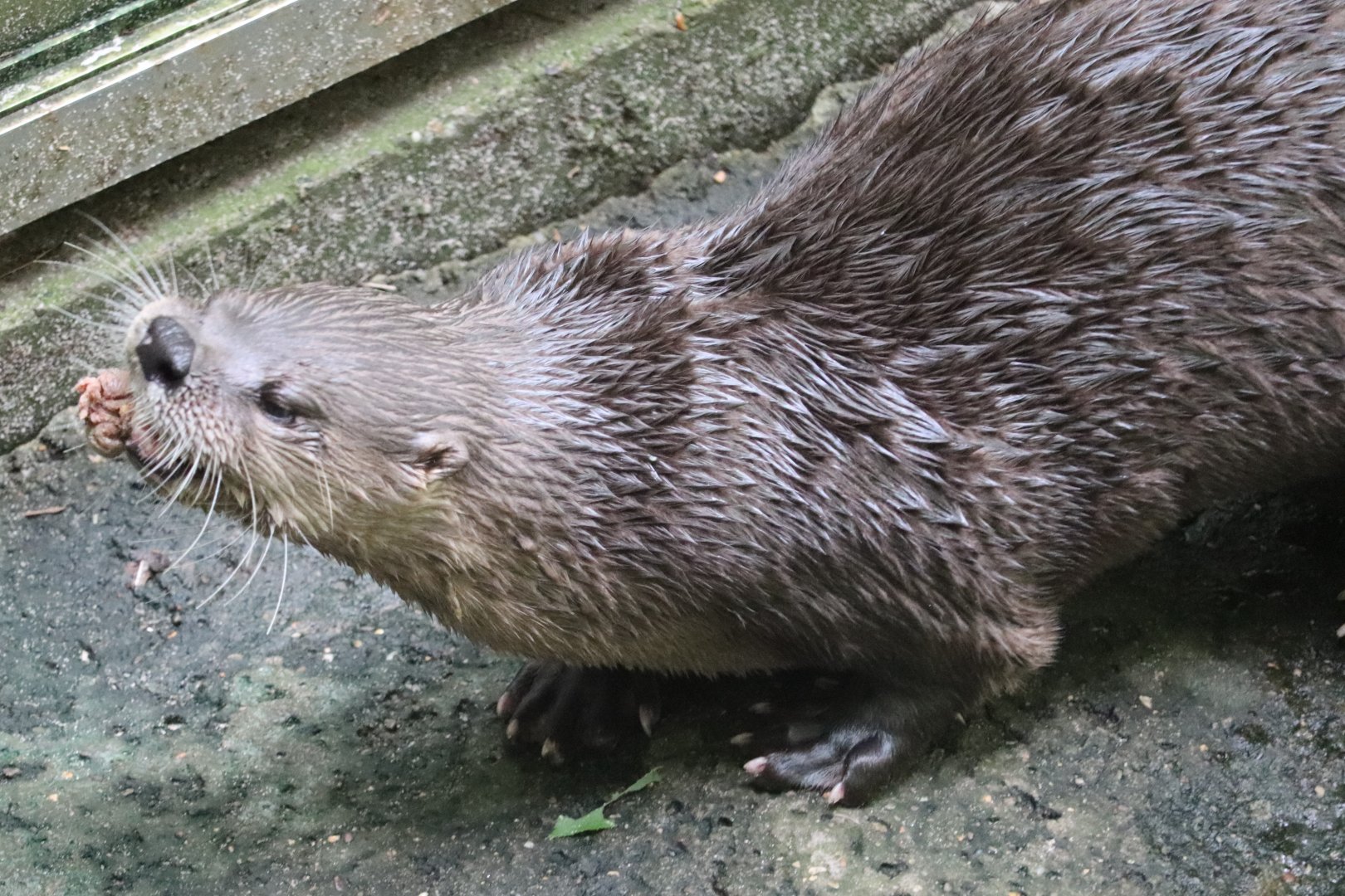 Kids Kingdom - River Otter