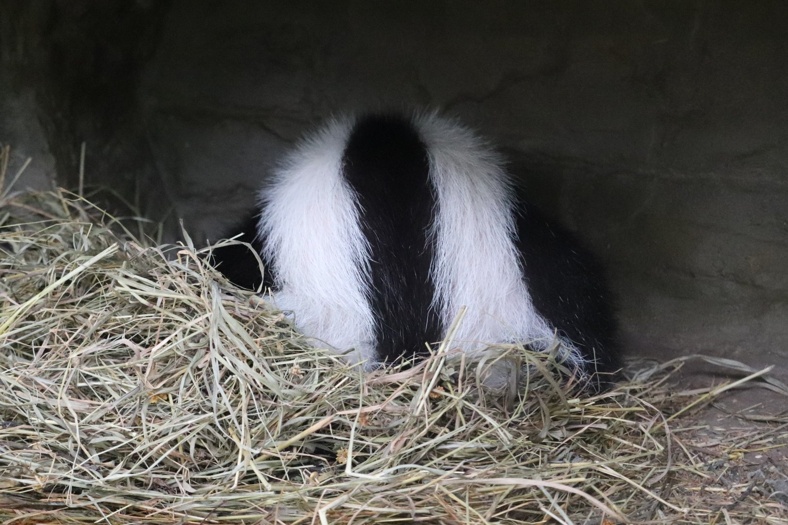 Kids Kingdom - Skunk