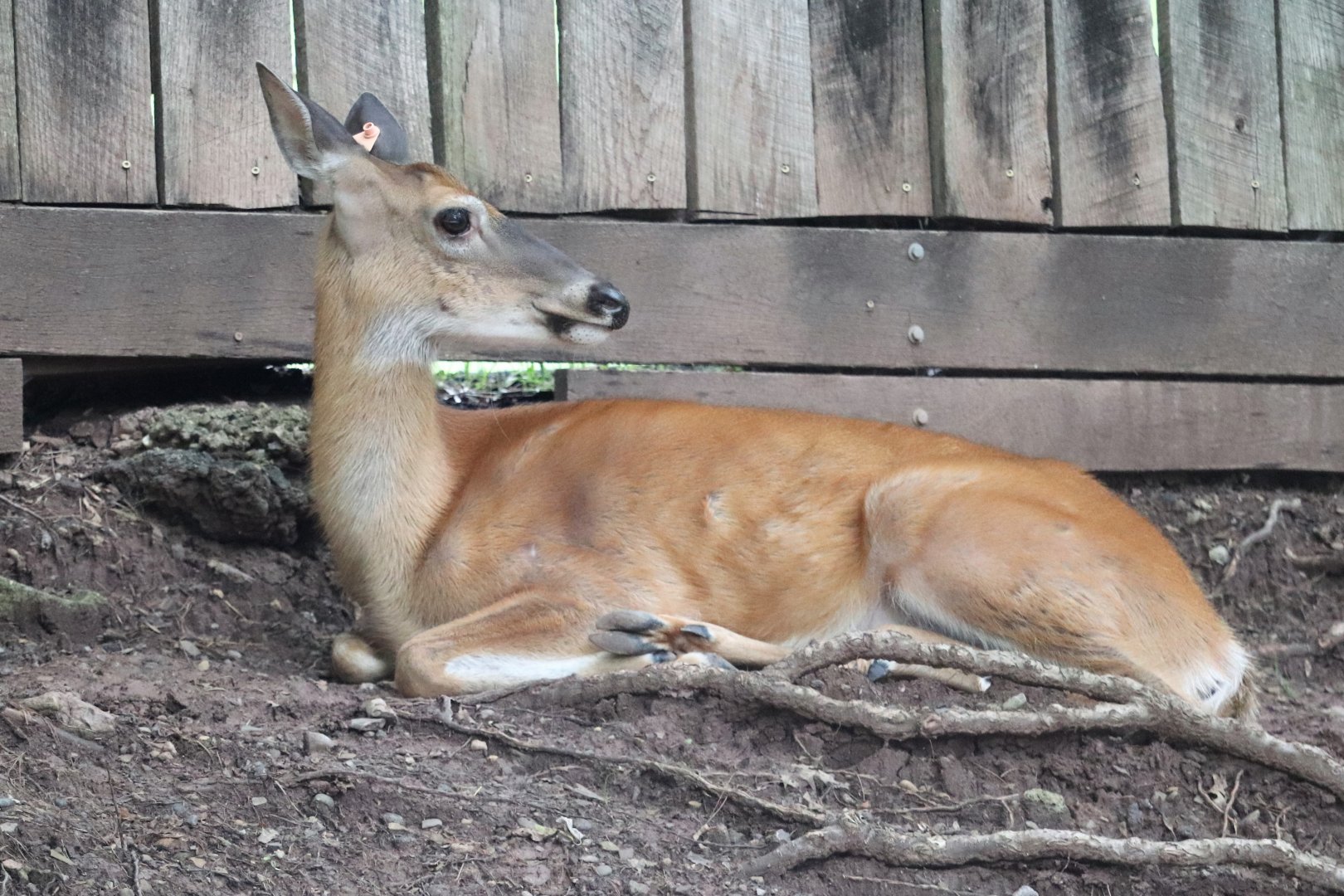 Kids Kingdom - White-Tailed Deer