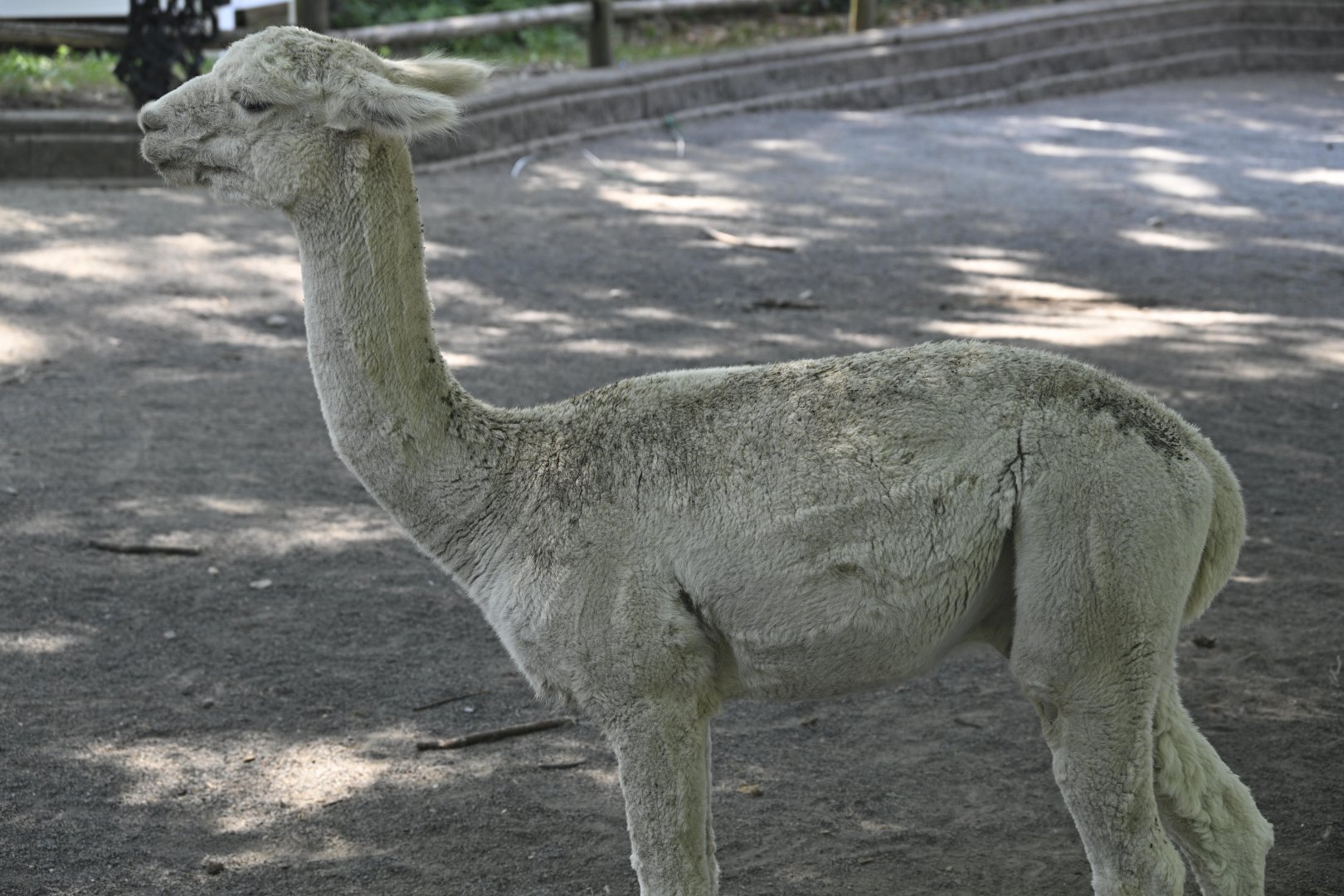 Kids Korral - Alpaca (Vicugna pacos)