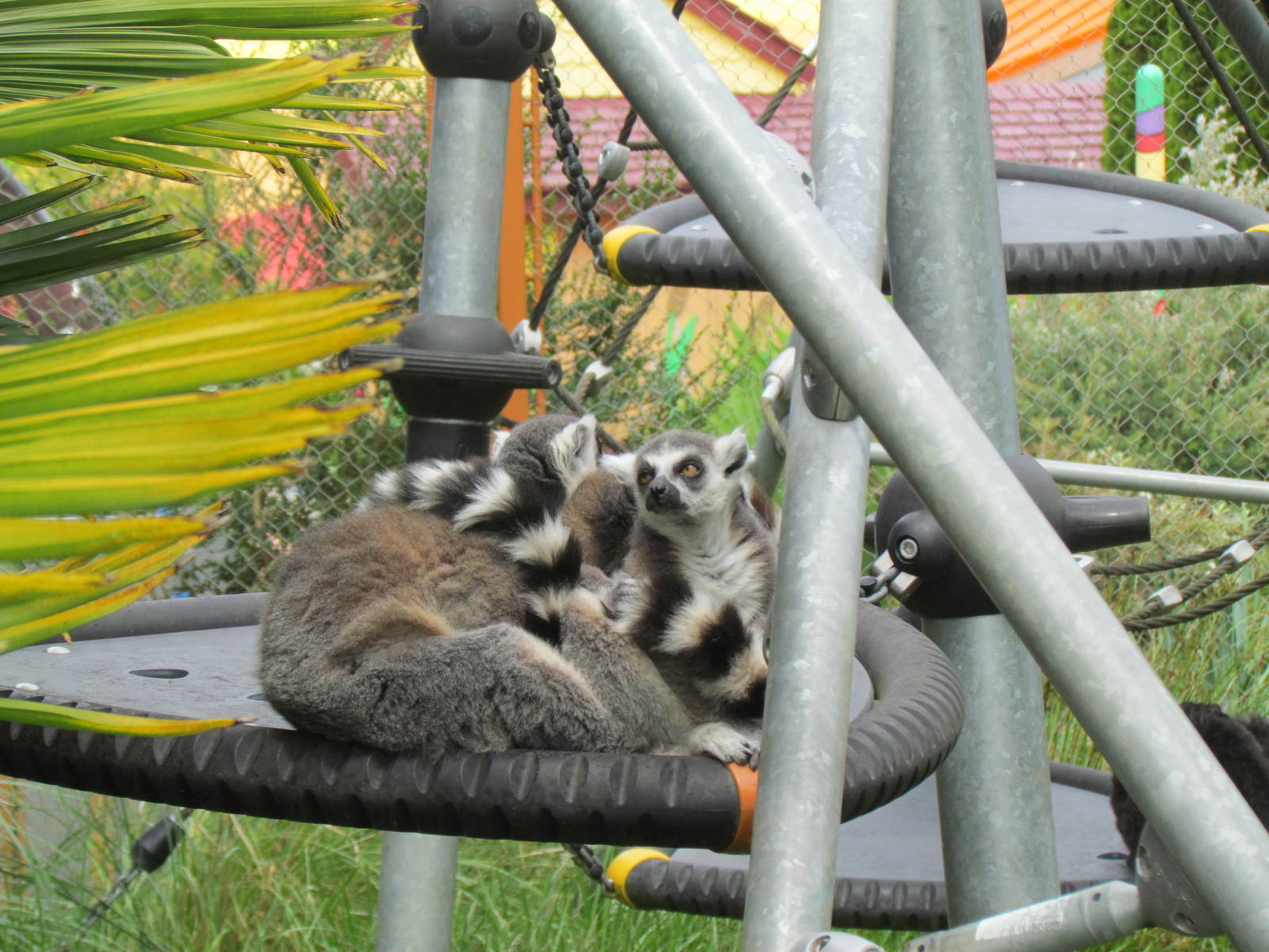 Kids Zone - Lemur Exhibit