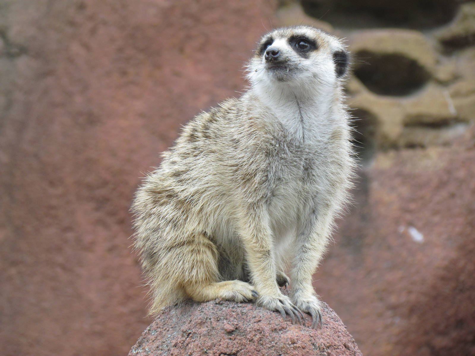 Kids Zone - Meerkat Exhibit