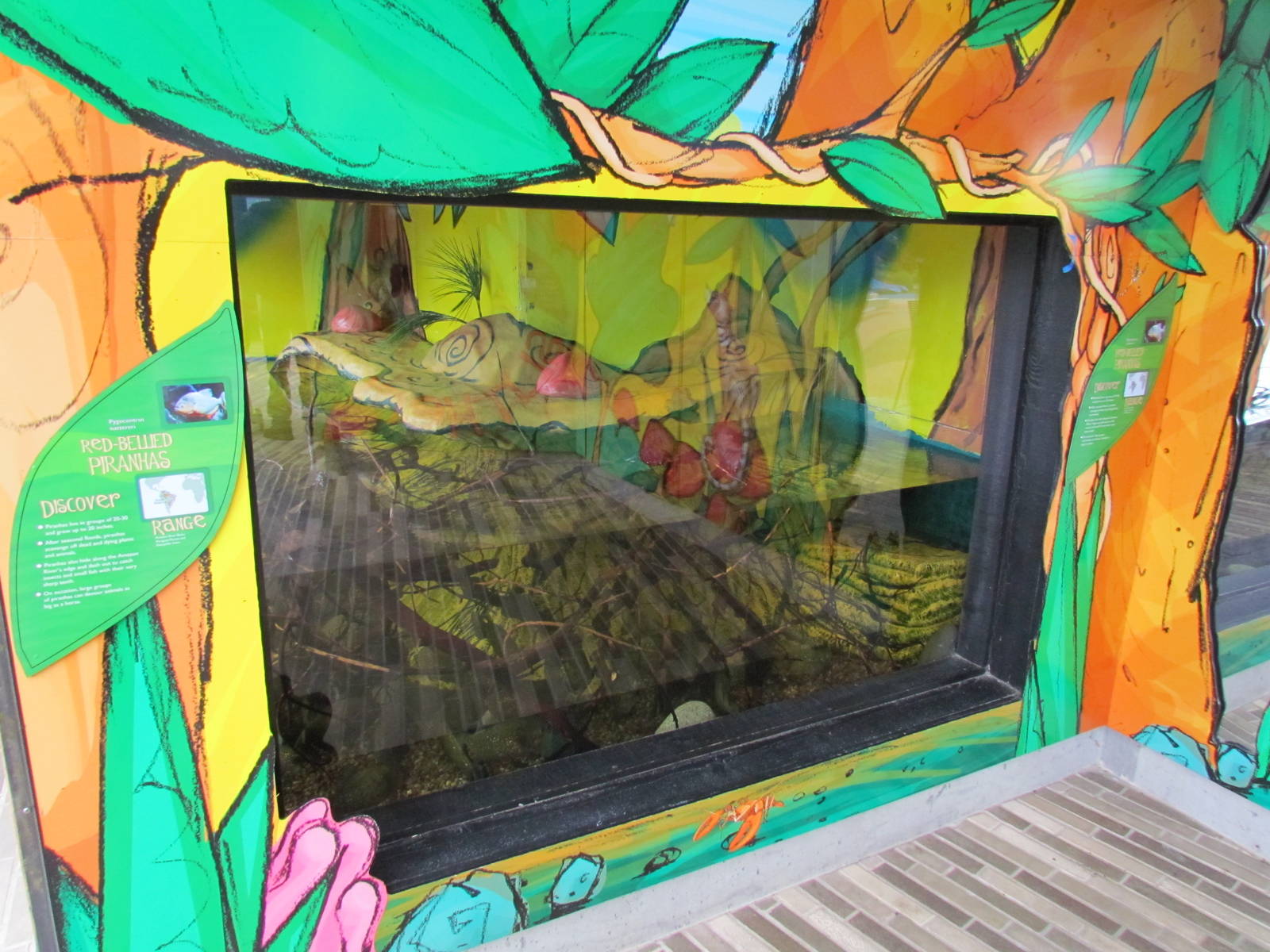 Kids Zone - Red-bellied Piranha