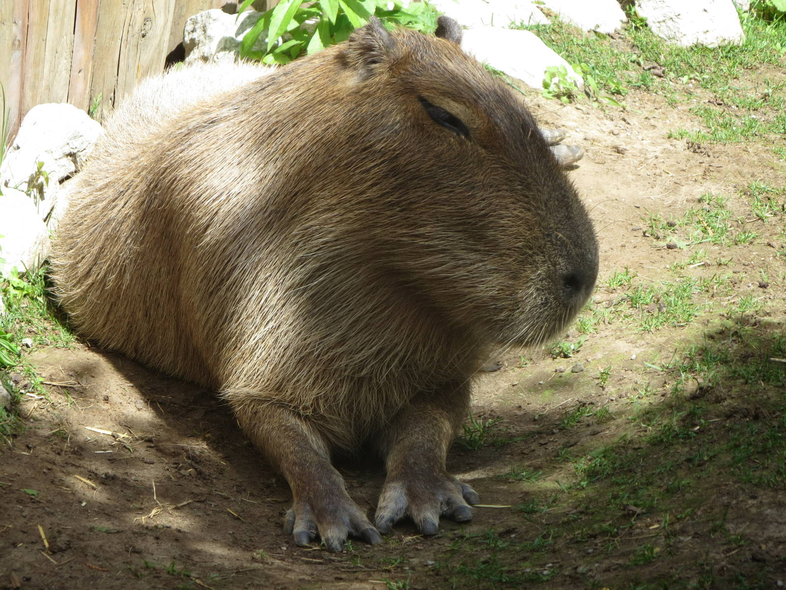 Kid's Zoo Capybara
