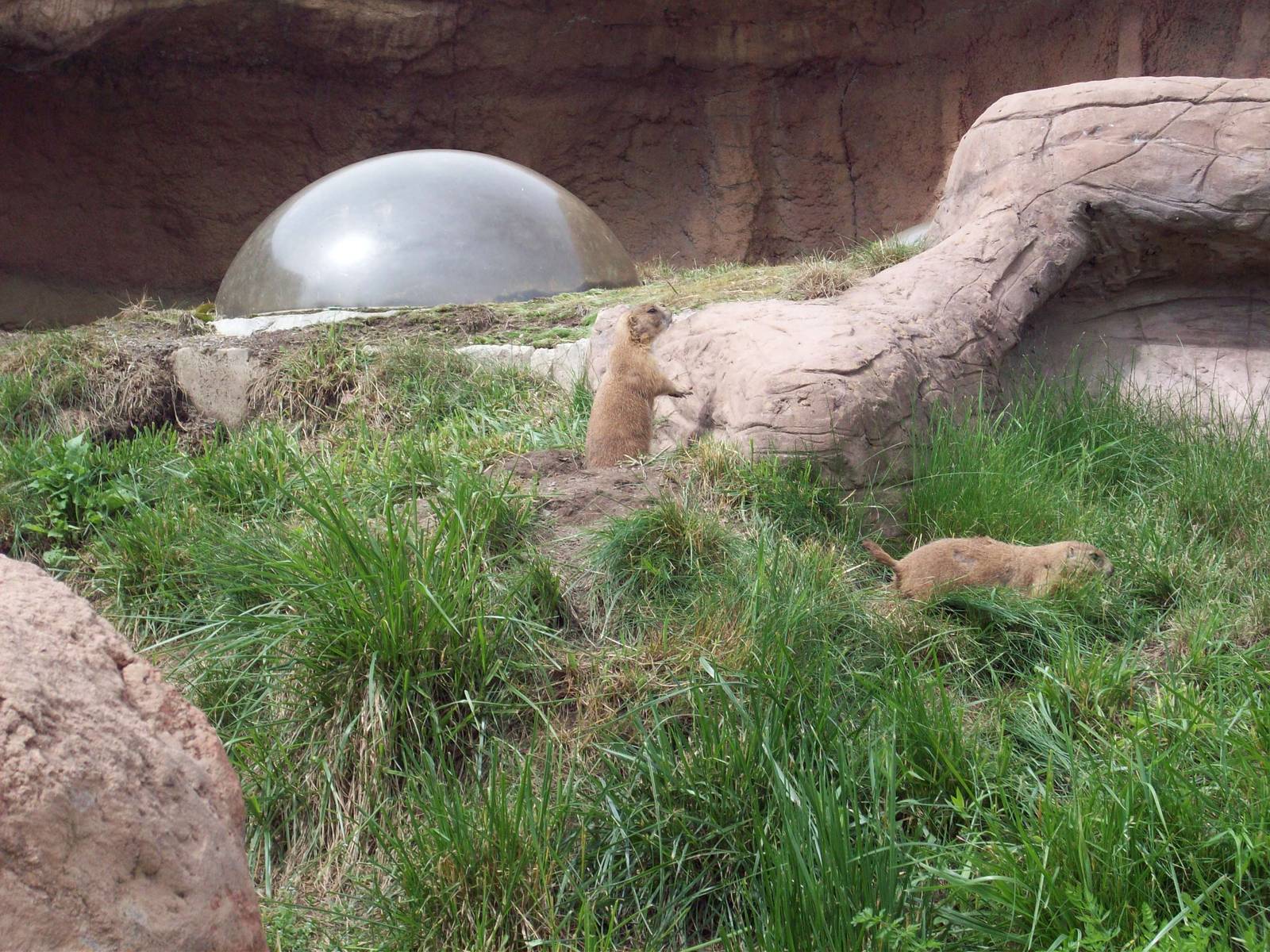 Kids Zoo: Prairie Dog Exhibit.