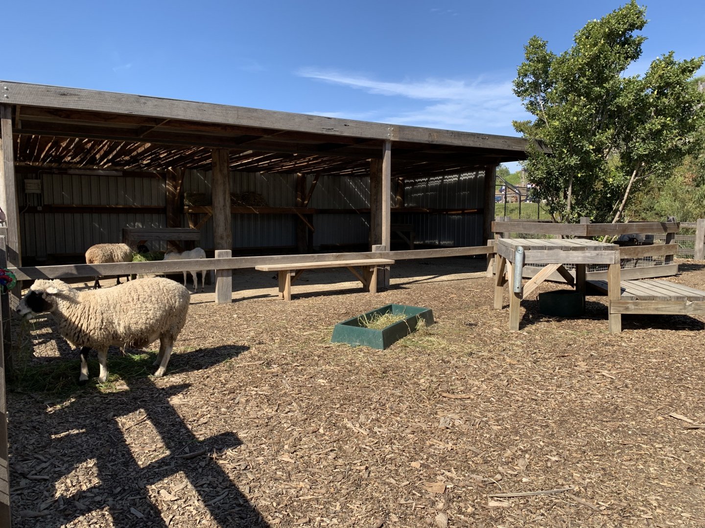 Kids Zoo- Sheep and Goats