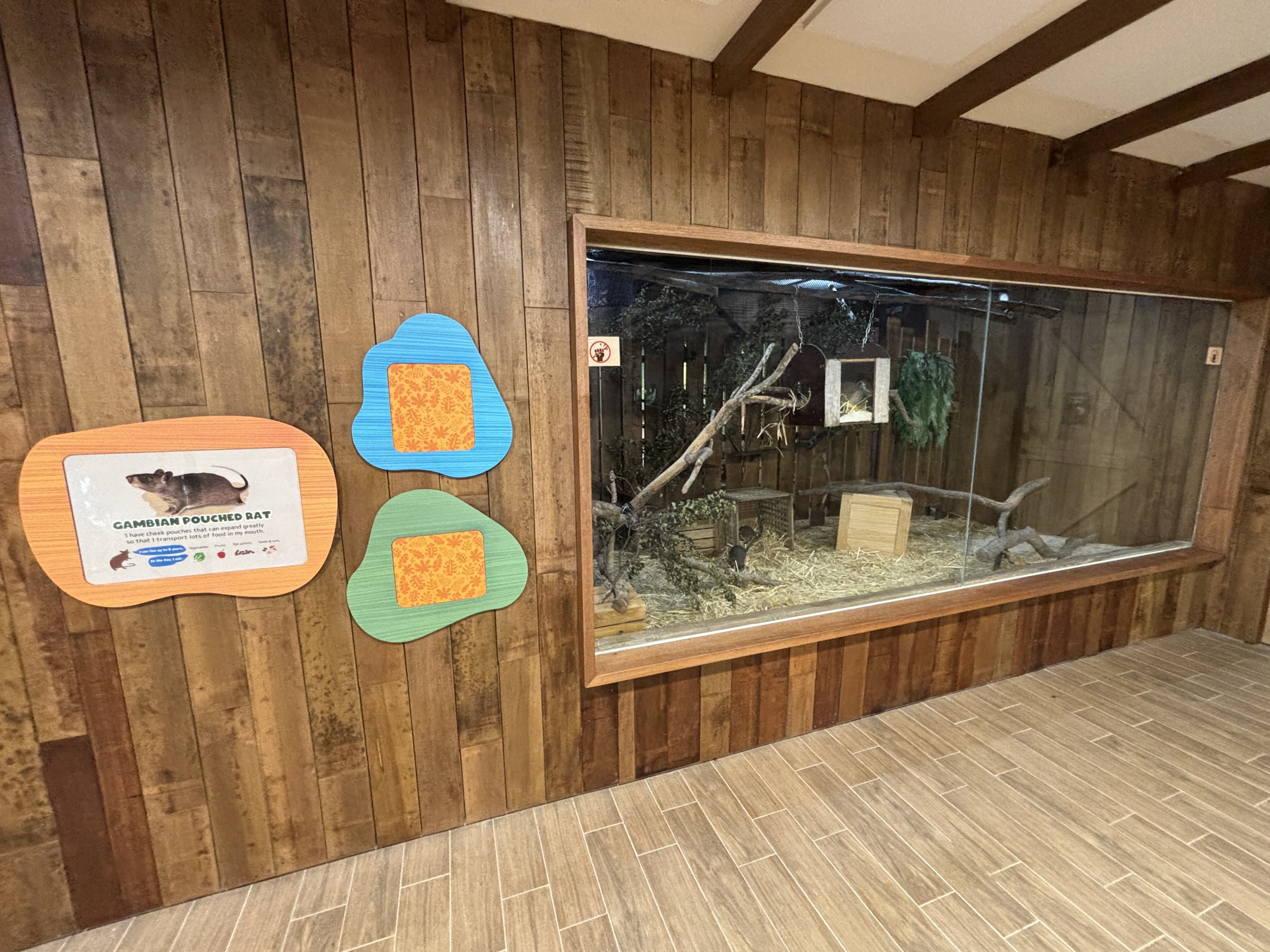 Kidz World - Gambian Pouched Rat Exhibit