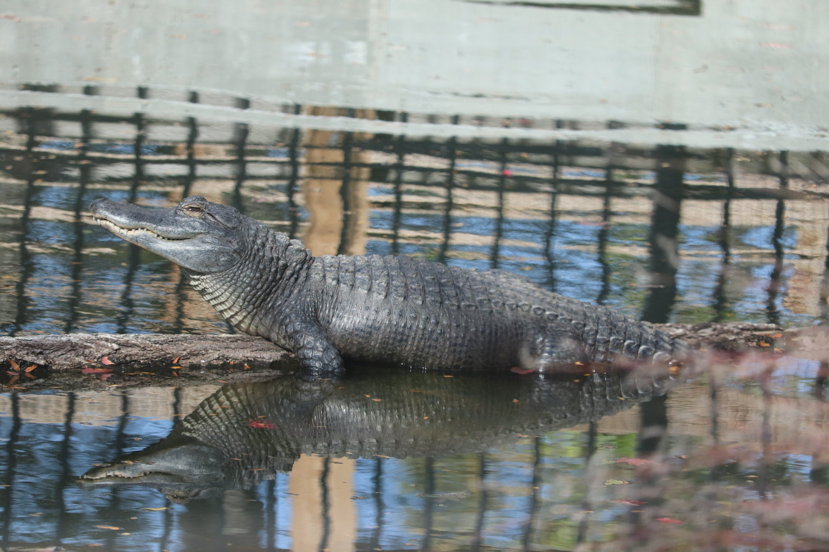 KidZone - American Alligator