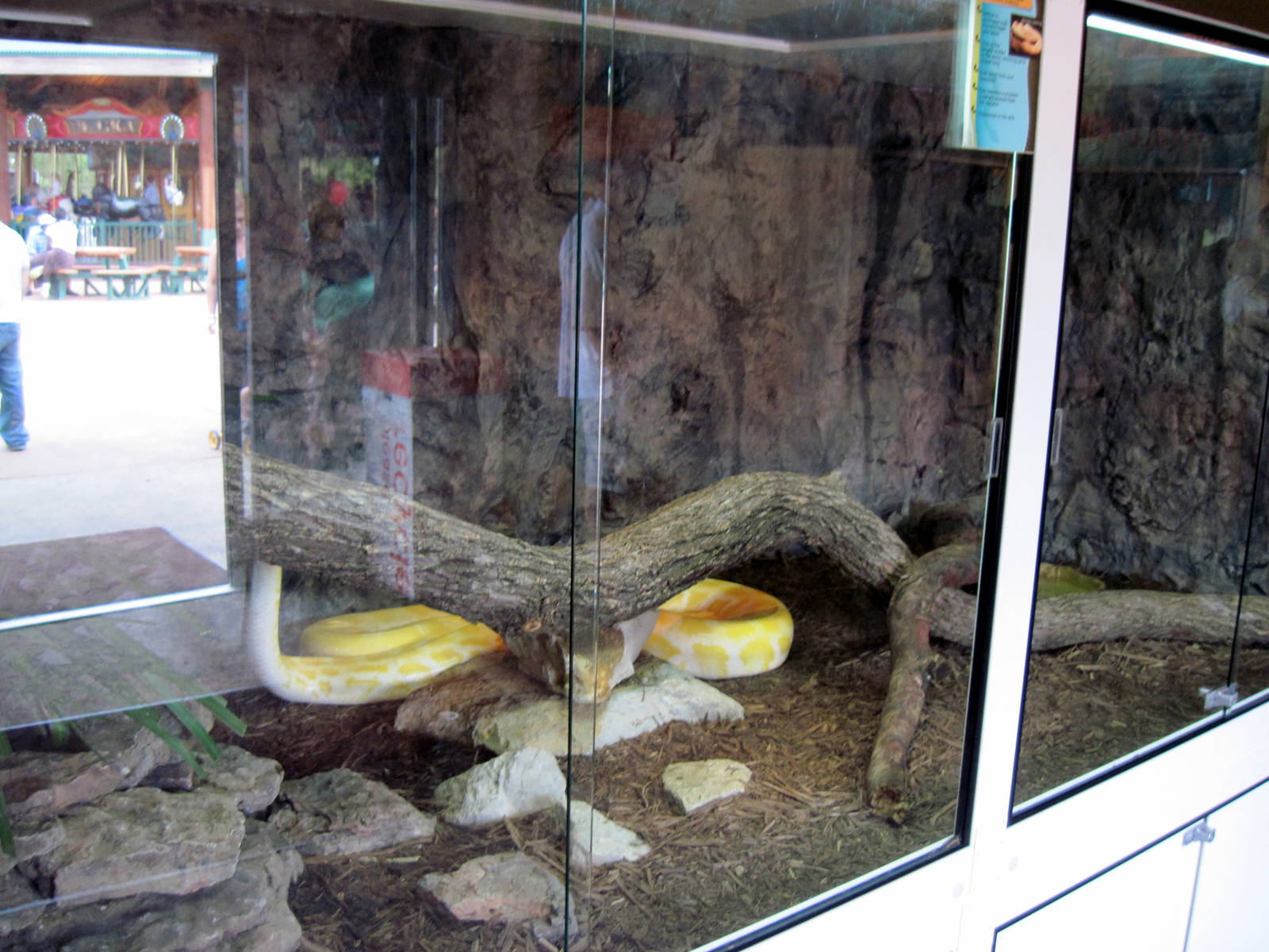KidZone-Burmese Python Exhibit