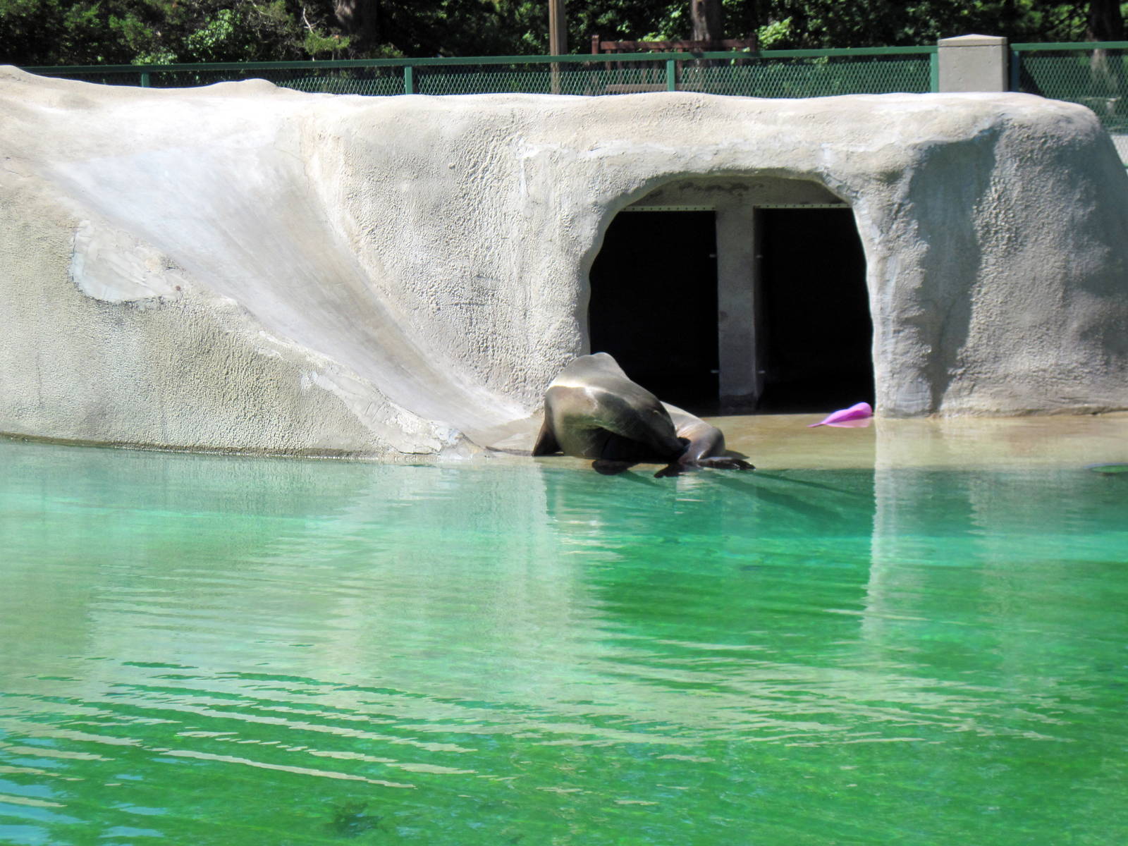 KidZone-California Sea Lion