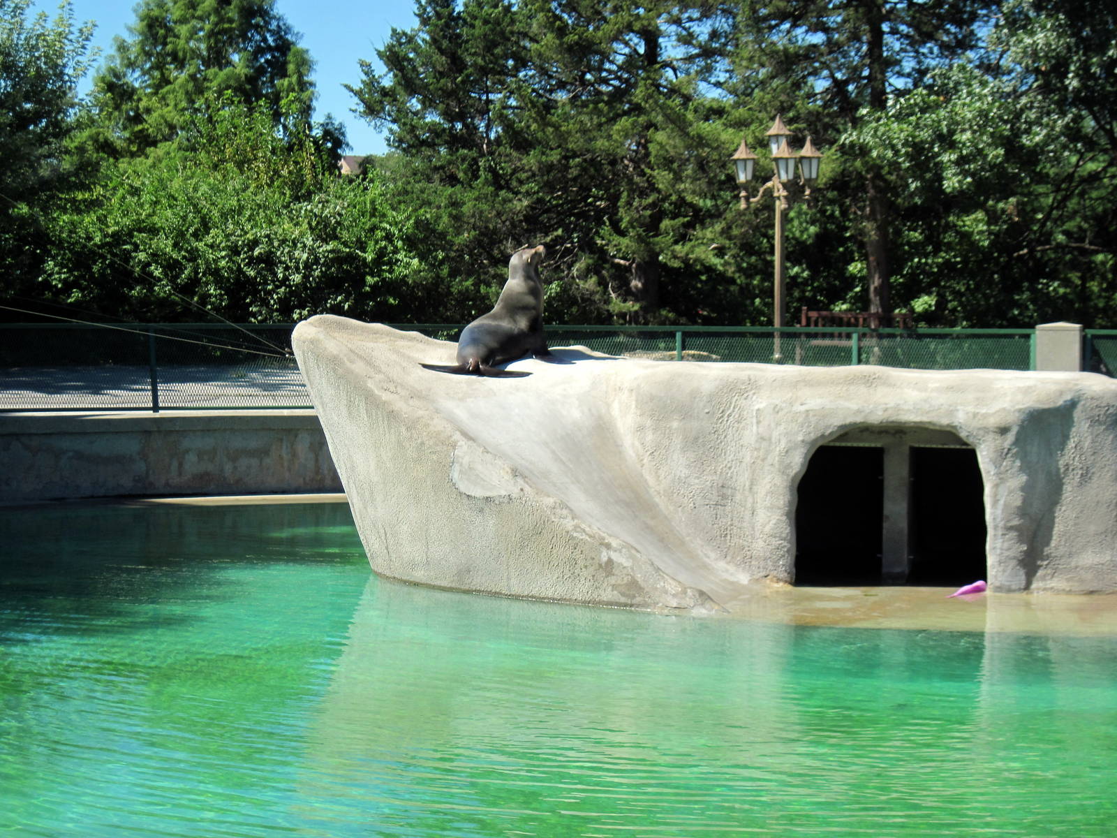 KidZone-California Sea Lion