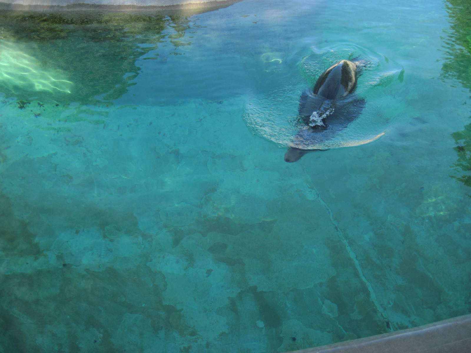 KidZone-California Sea Lion