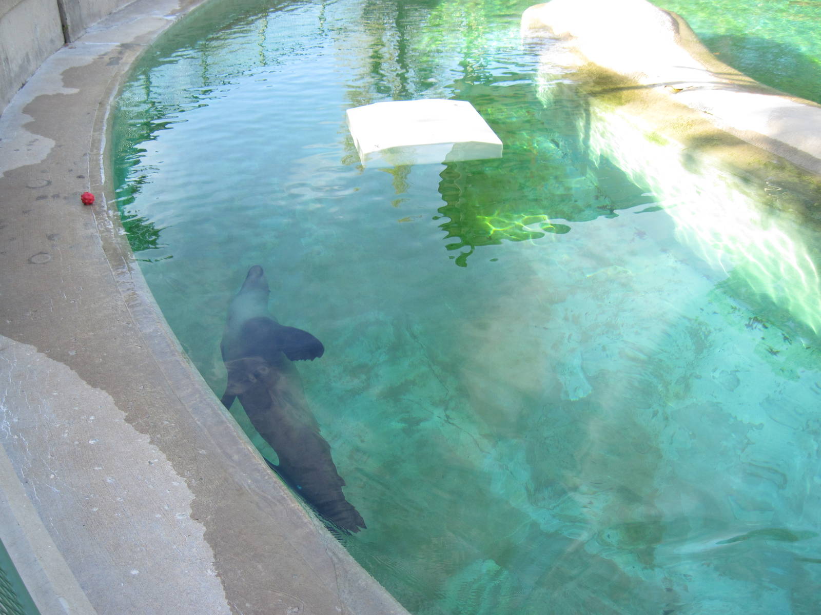 KidZone-California Sea Lion