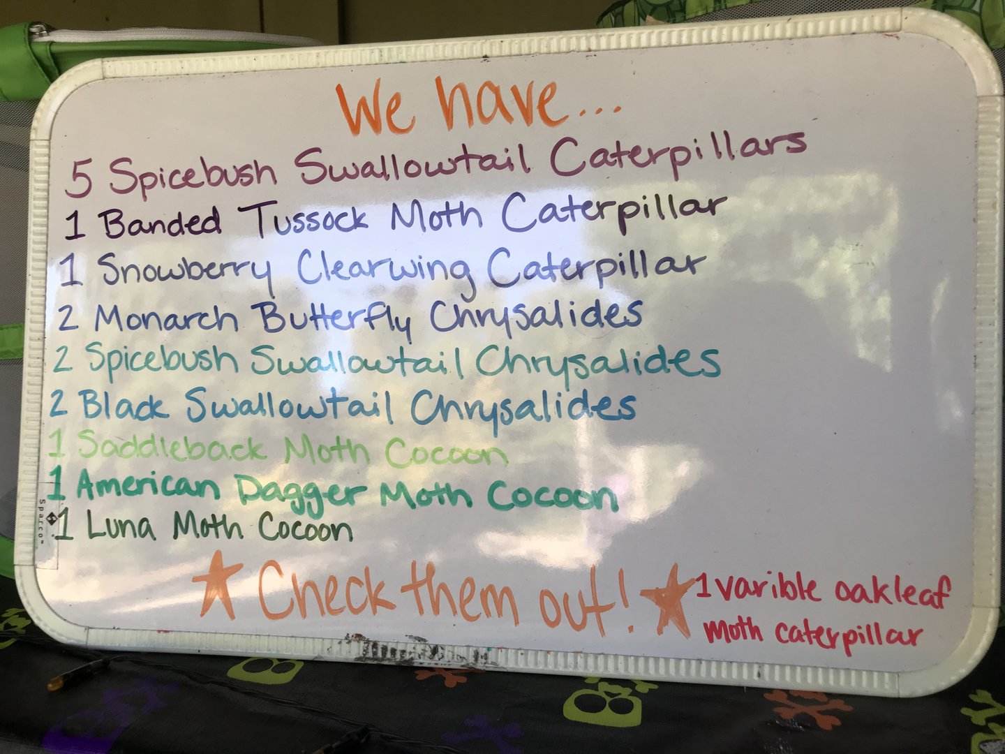 Kidzone: Caterpillar Mesh Cages Species Sign