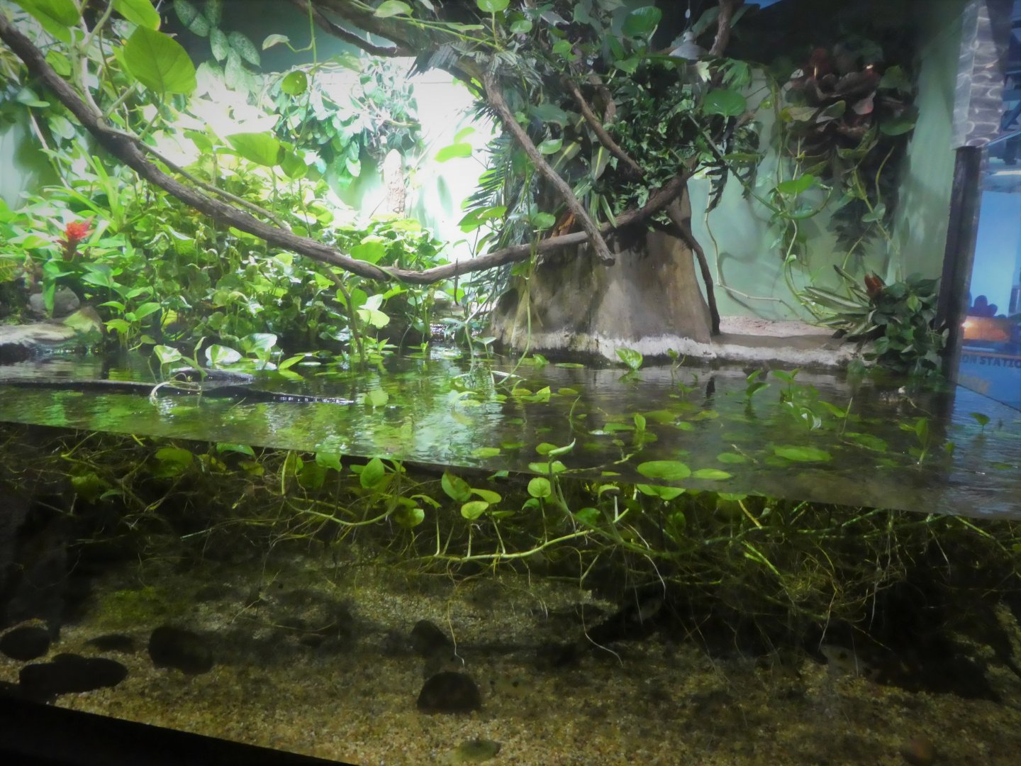 KidZone - Cuvier's Dwarf Caiman and Bucktooth Tetra Exhibit