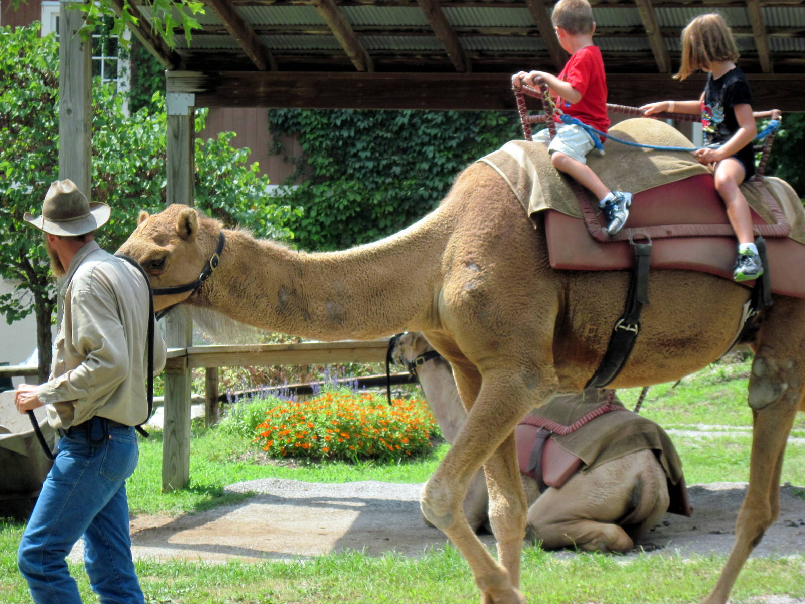 KidZone-Dromedary Camel Ride