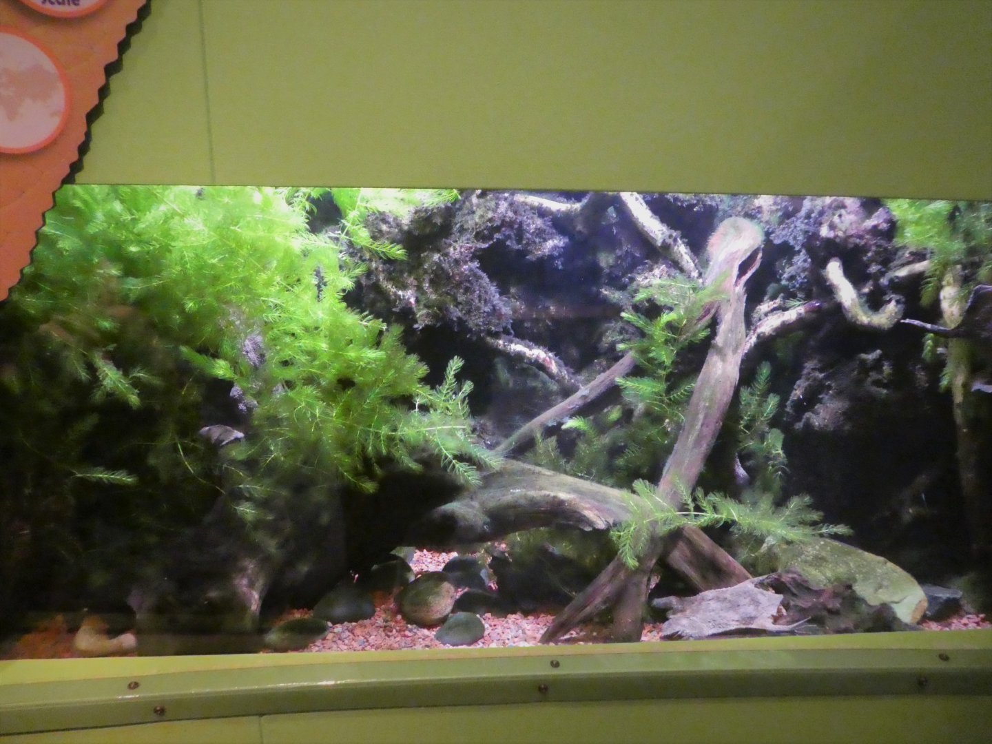 KidZone - Frogs: Nature's Messengers - Common Surinam Toad Exhibit