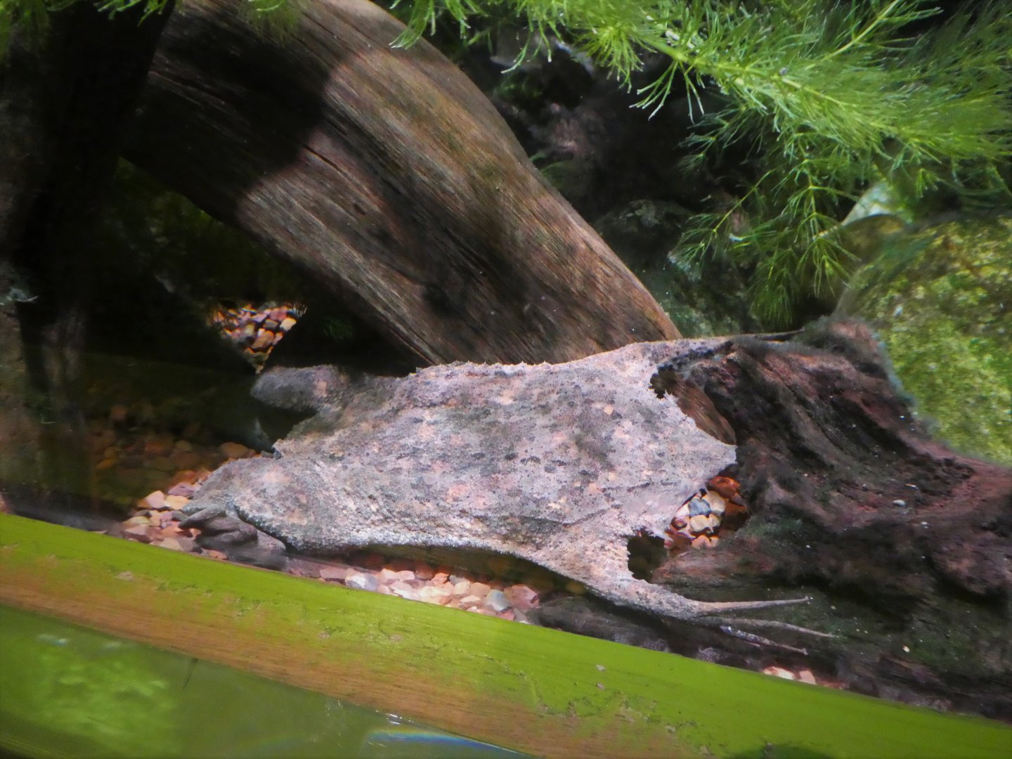 KidZone - Frogs: Nature's Messengers - Common Surinam Toad