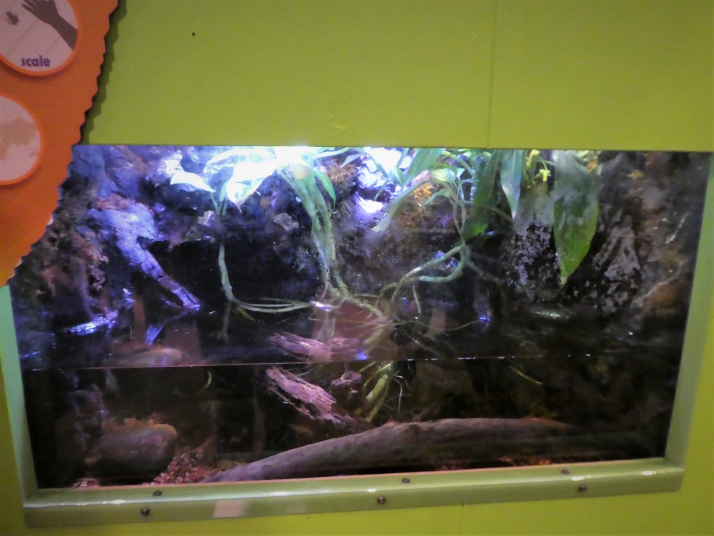 KidZone - Frogs: Nature's Messengers - Mission Golden-eyed Tree Frog Exhibit