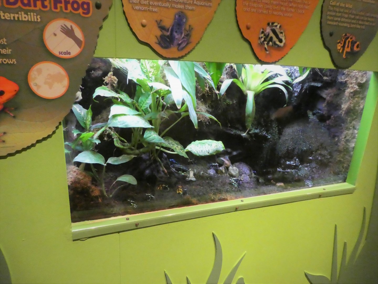 KidZone - Frogs: Nature's Messengers - Poison Frog Exhibit