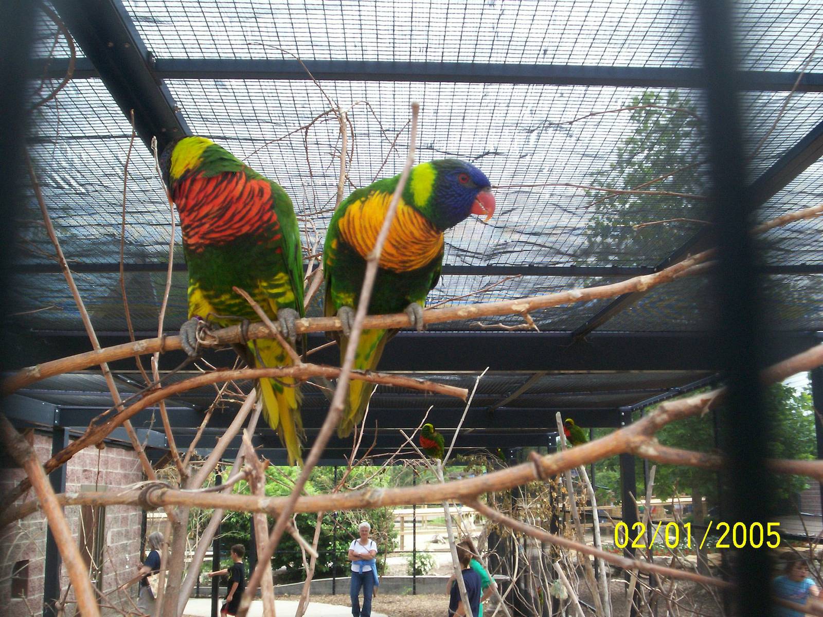 KidZone-Lorikeet Cage