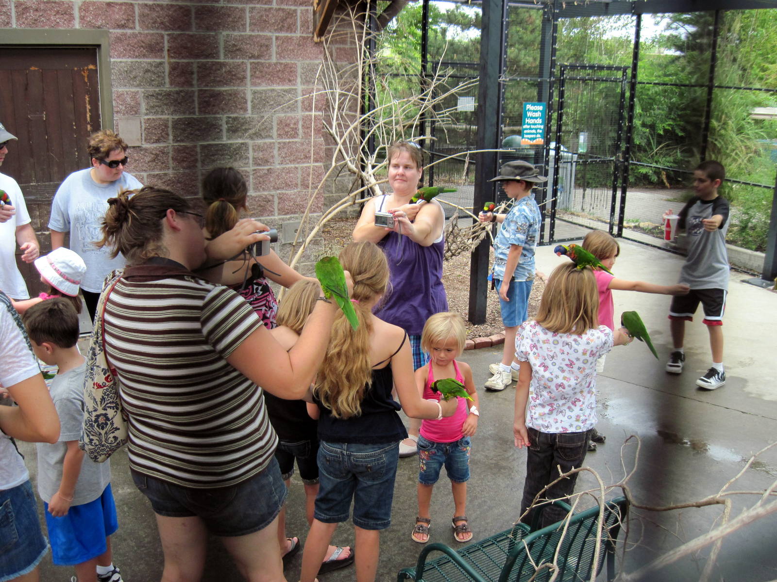 KidZone-Rainbow Lorikeet Feeding