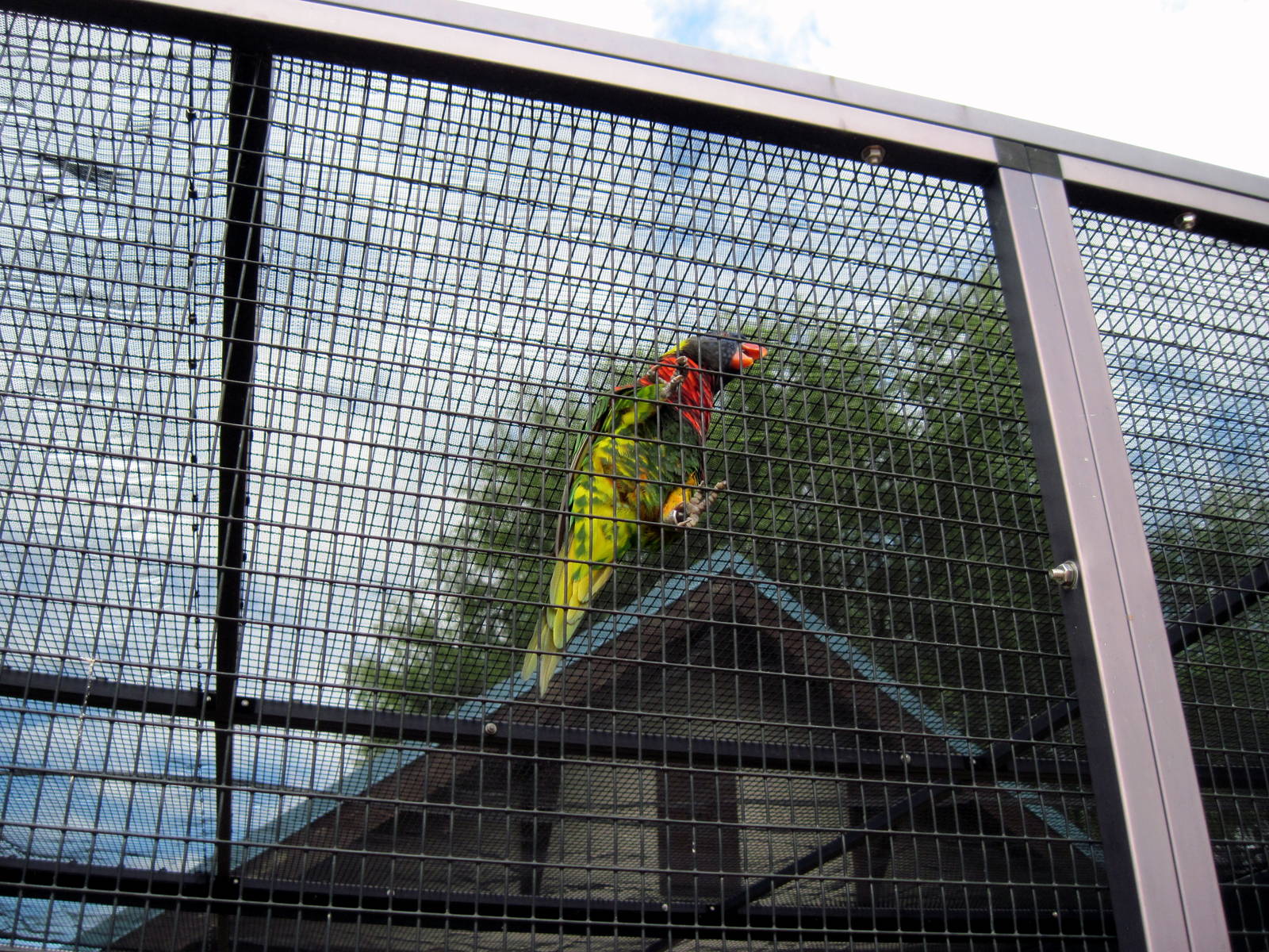KidZone-Rainbow Lorikeet
