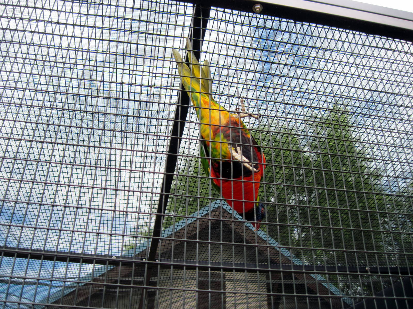 KidZone-Rainbow Lorikeet