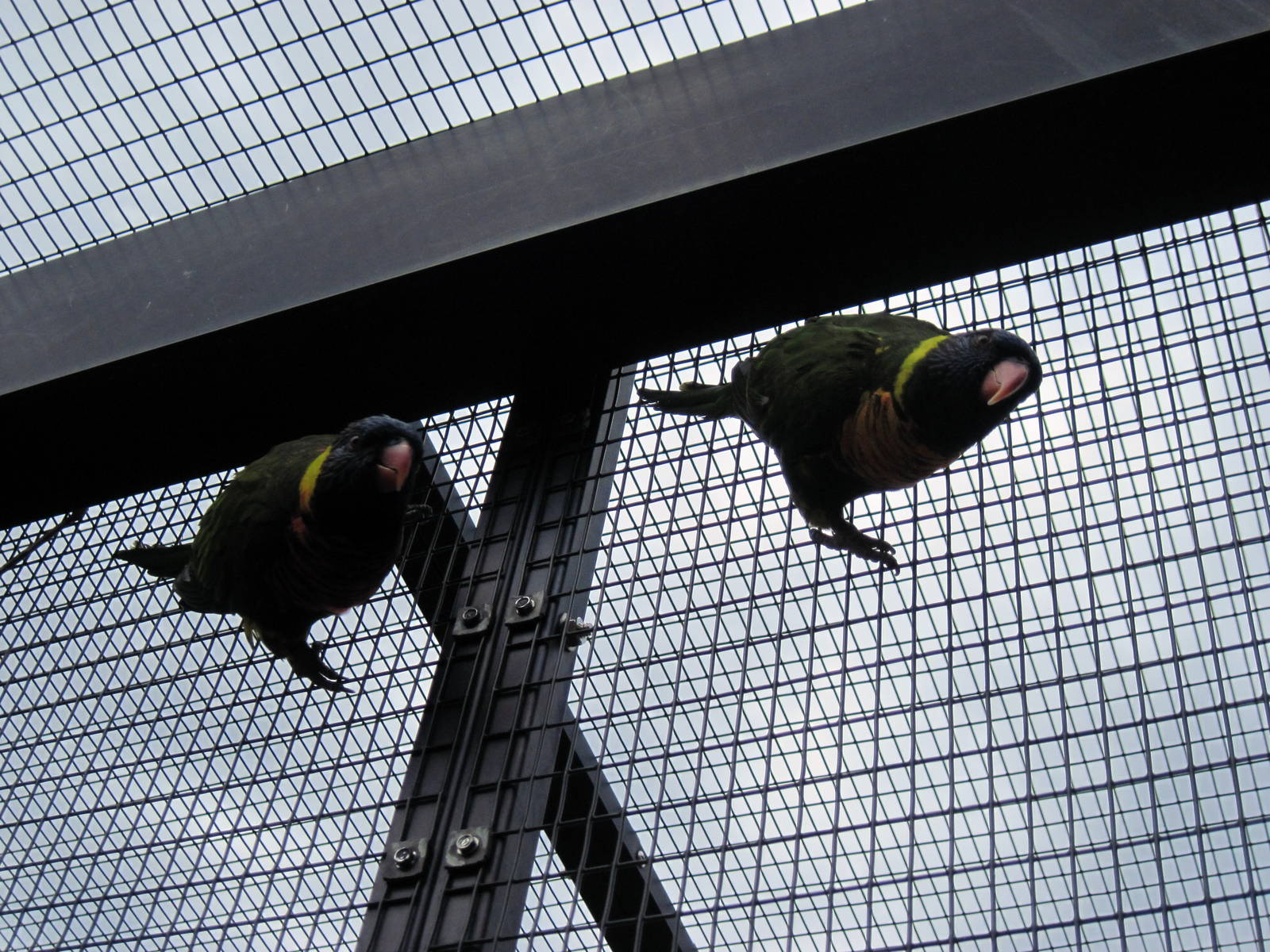 KidZone-Rainbow Lorikeets