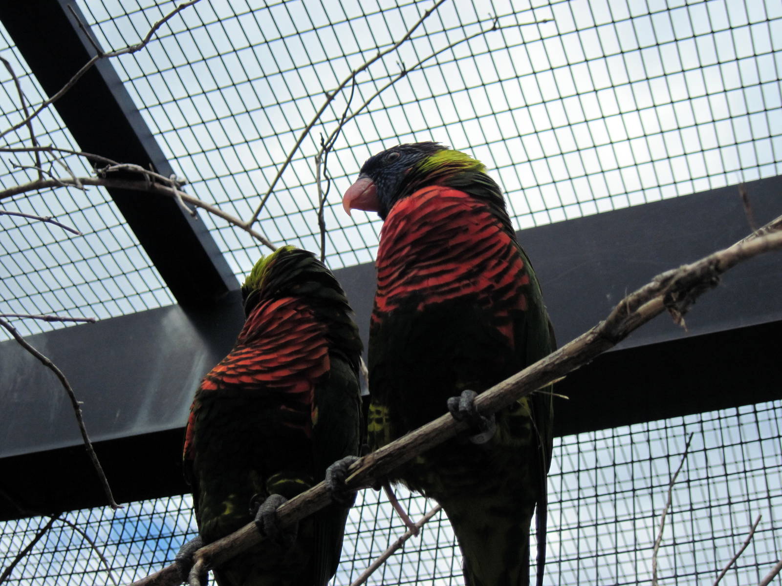 KidZone-Rainbow Lorikeets