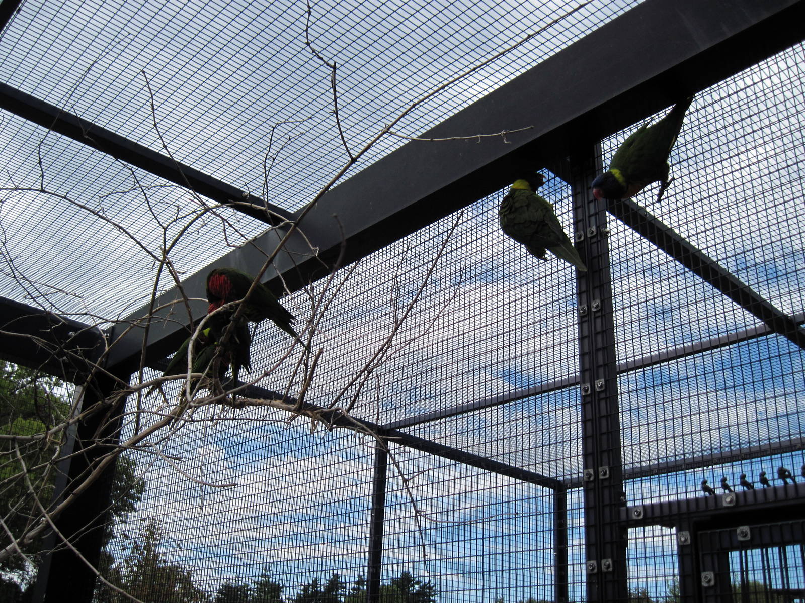KidZone-Rainbow Lorikeets