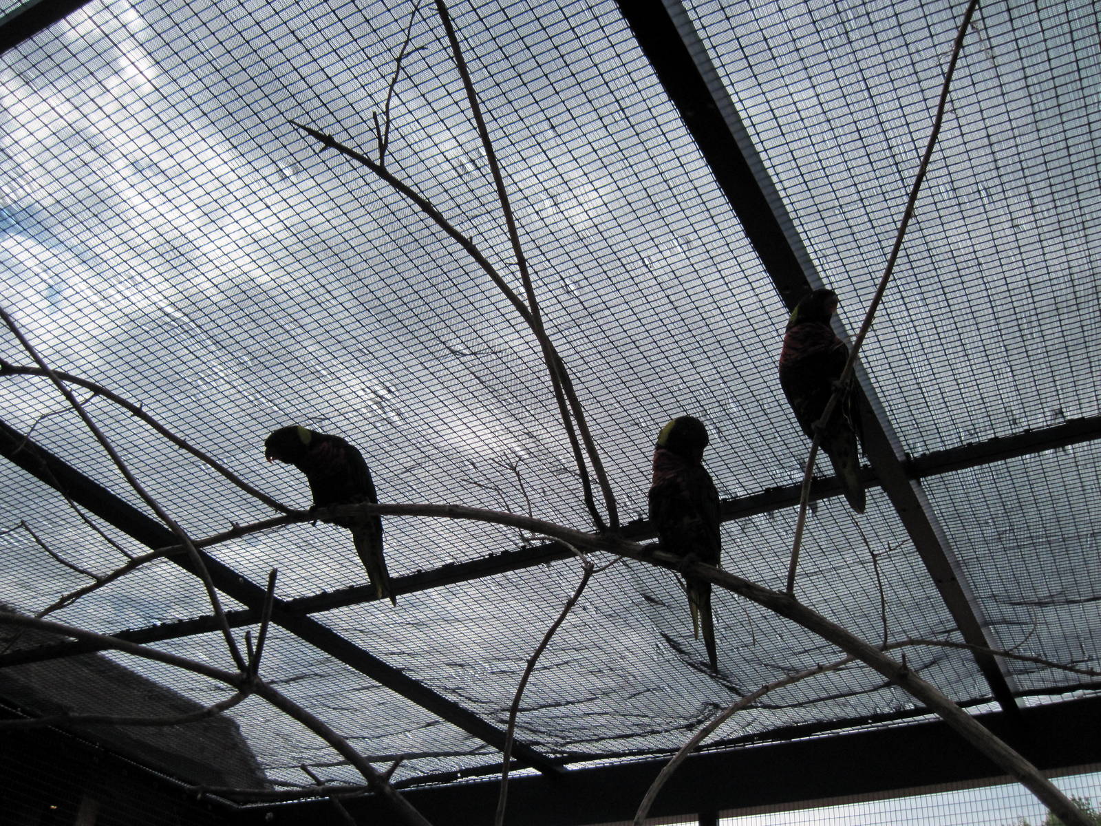 KidZone-Rainbow Lorikeets