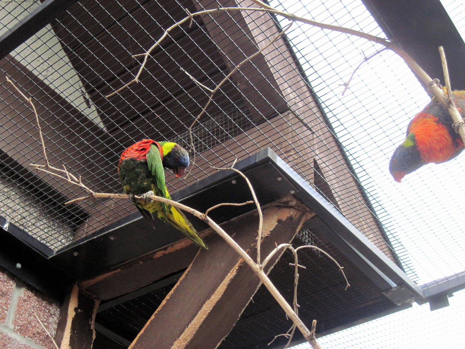 KidZone-Rainbow Lorikeets