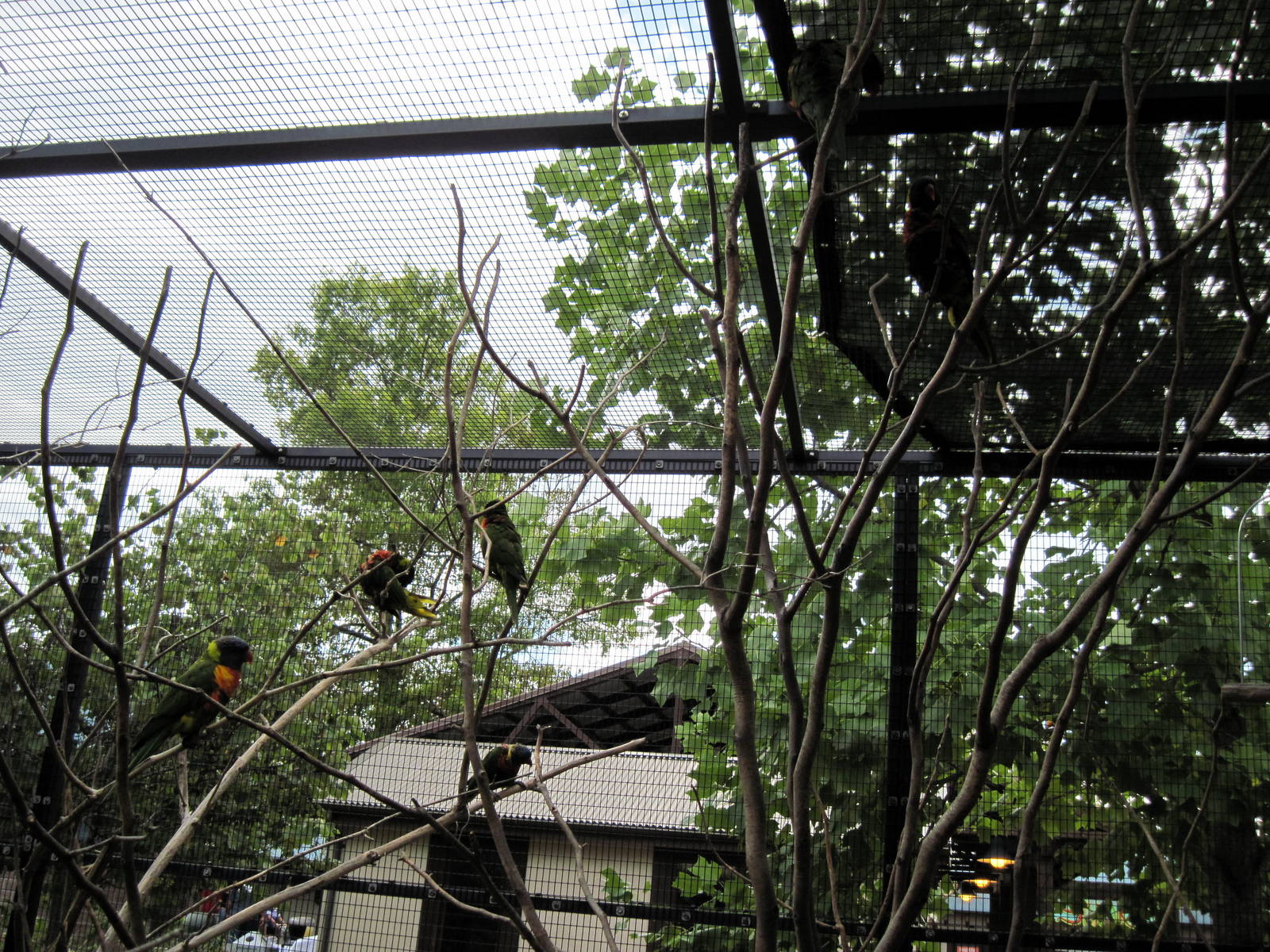 KidZone-Rainbow Lorikeets