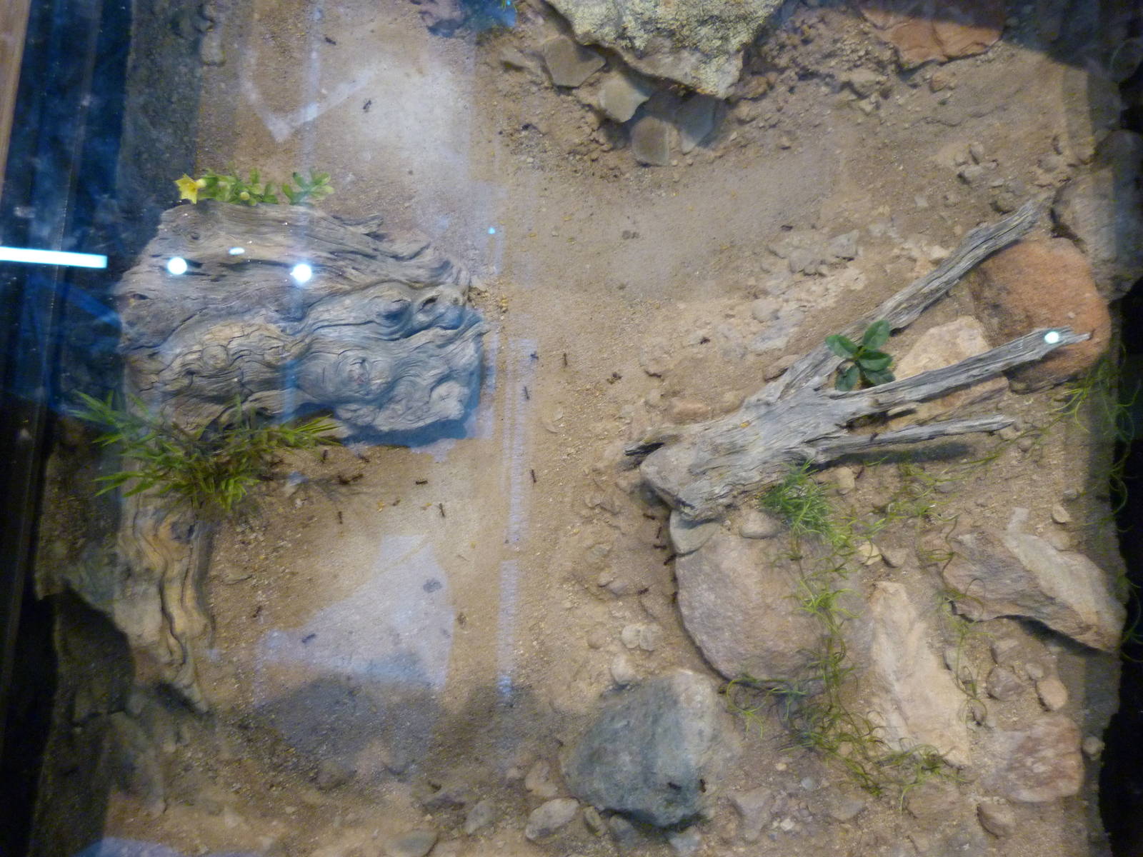 KidZoo U: Ant Exhibit