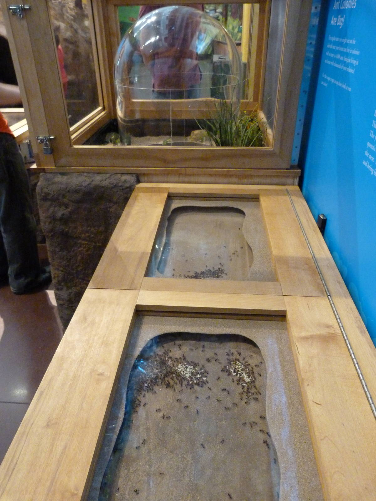 KidZoo U: Ant Exhibit