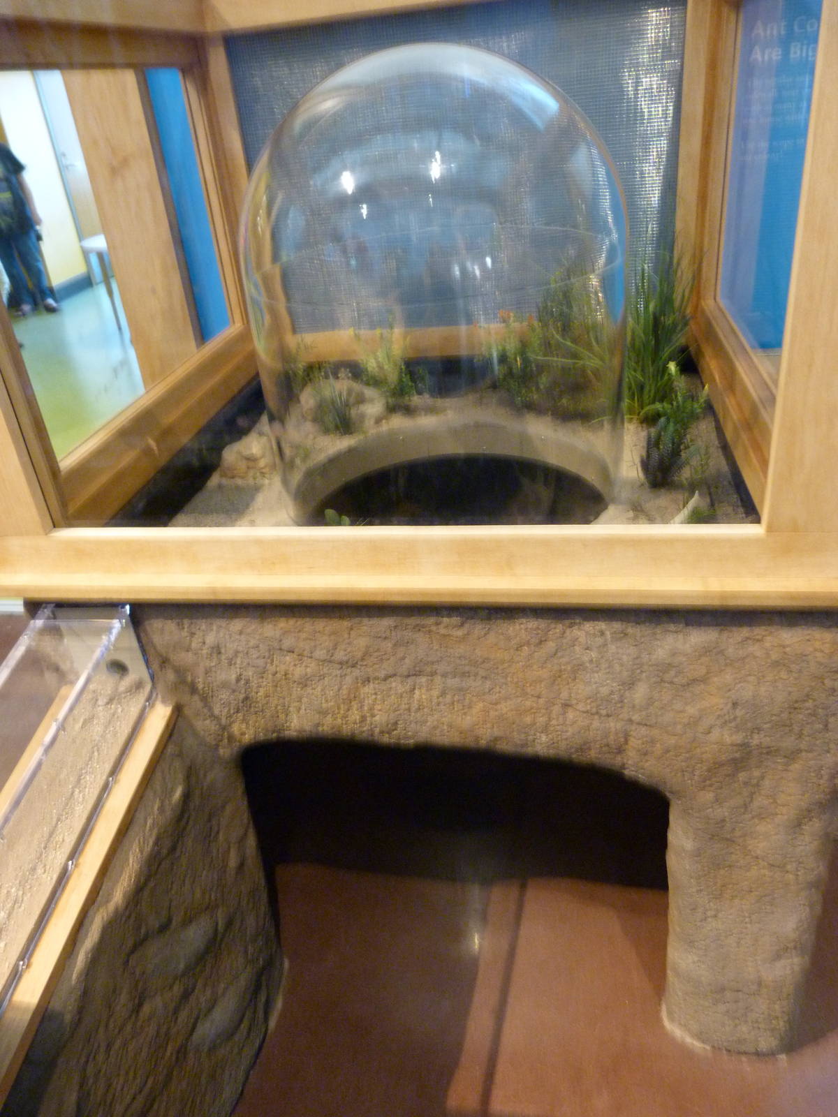 KidZoo U: Ants Pop Up Bubble