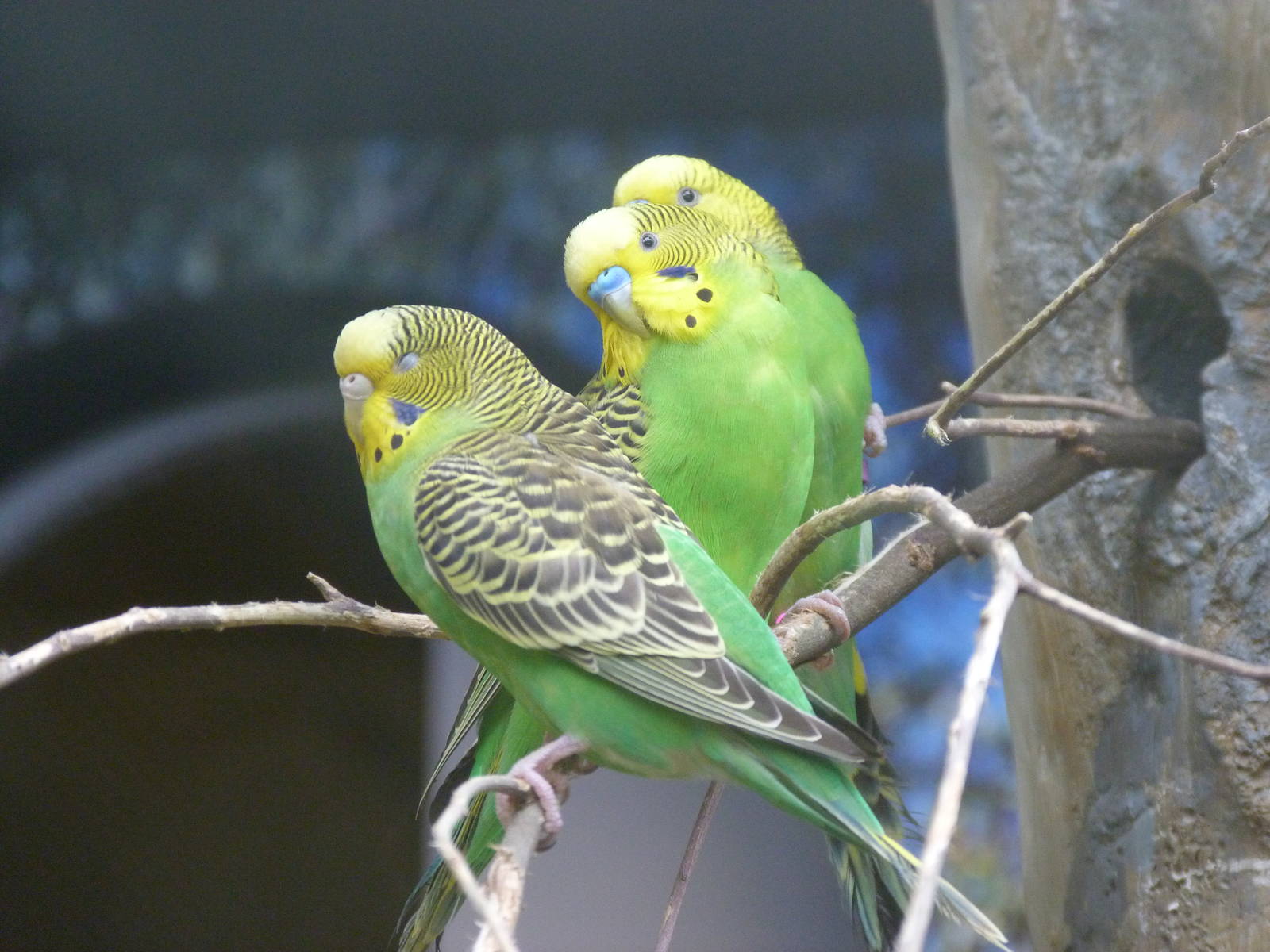 KidZoo U: Budgies