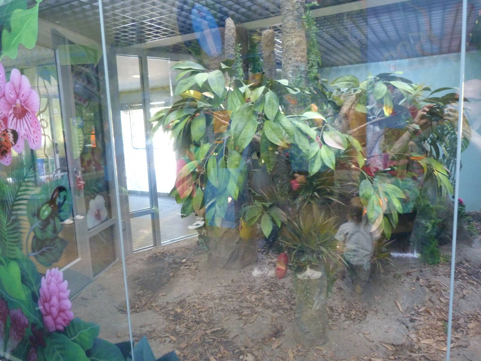 KidZoo U: Butterfly Exhibit