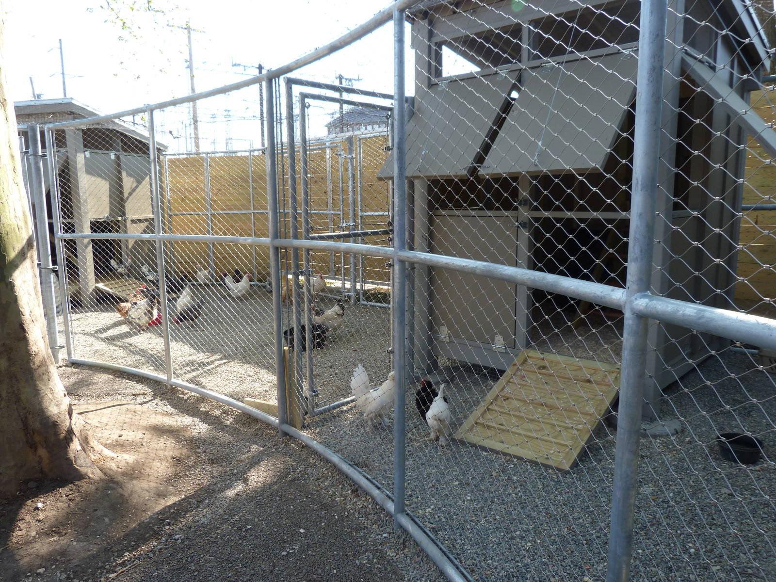 KidZoo U: Chicken Exhibit