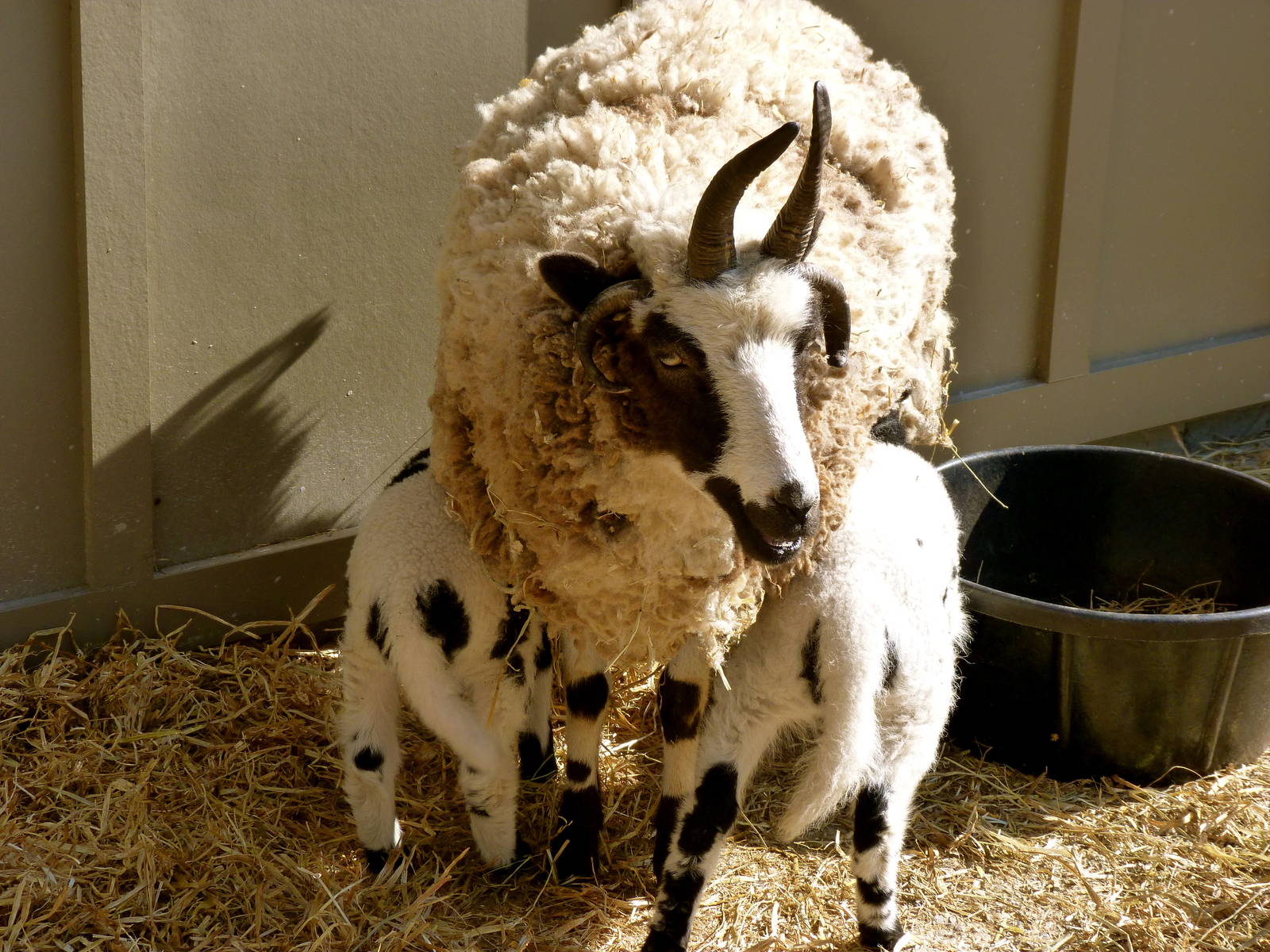 KidZoo U: Jacob Sheep