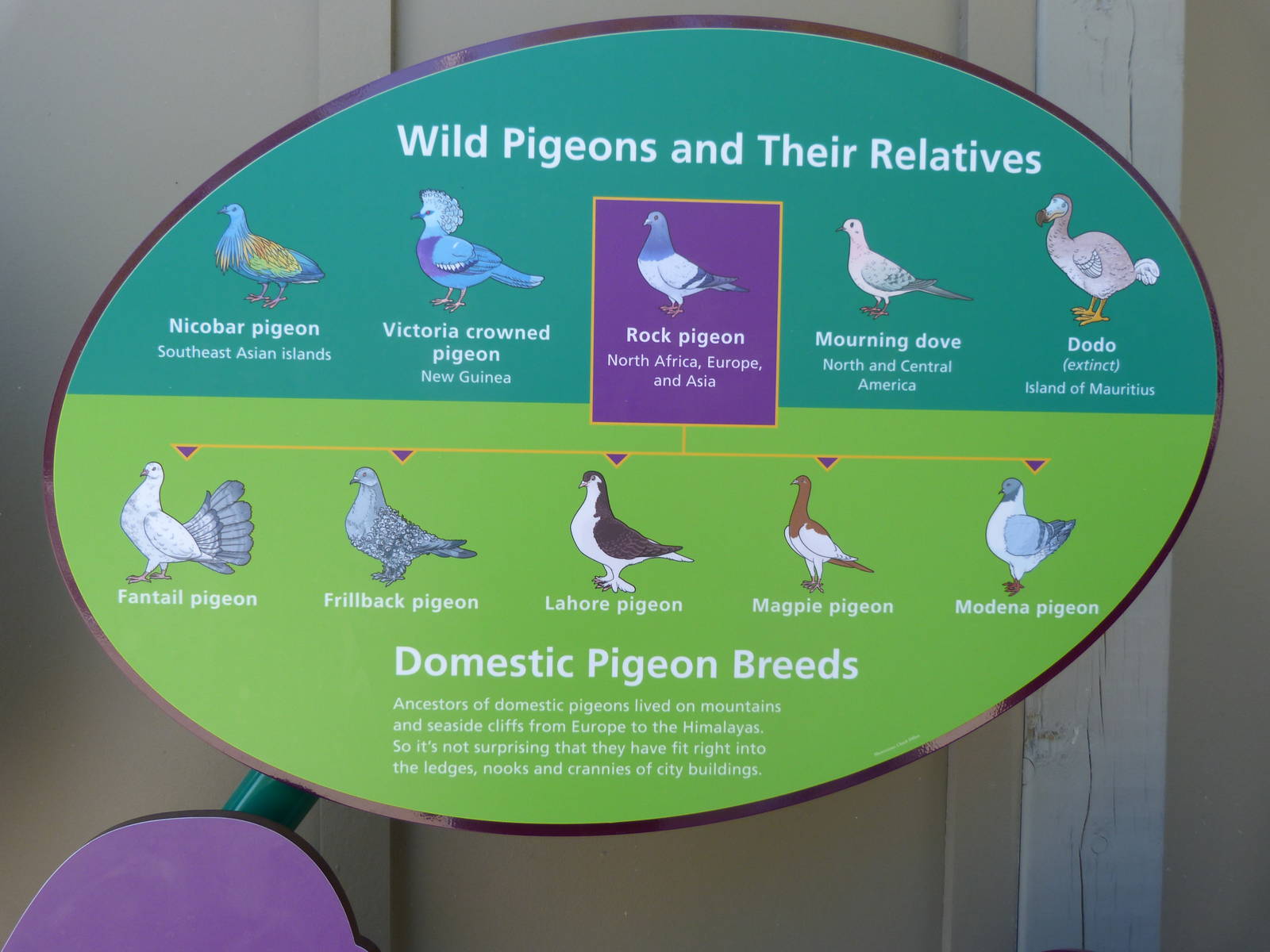 KidZoo U: Pigeon Sign