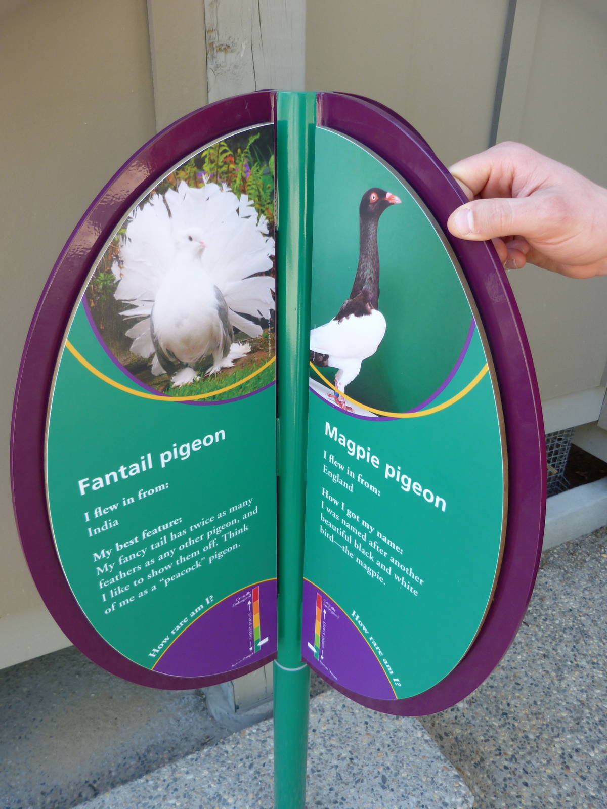 KidZoo U: Pigeon Sign