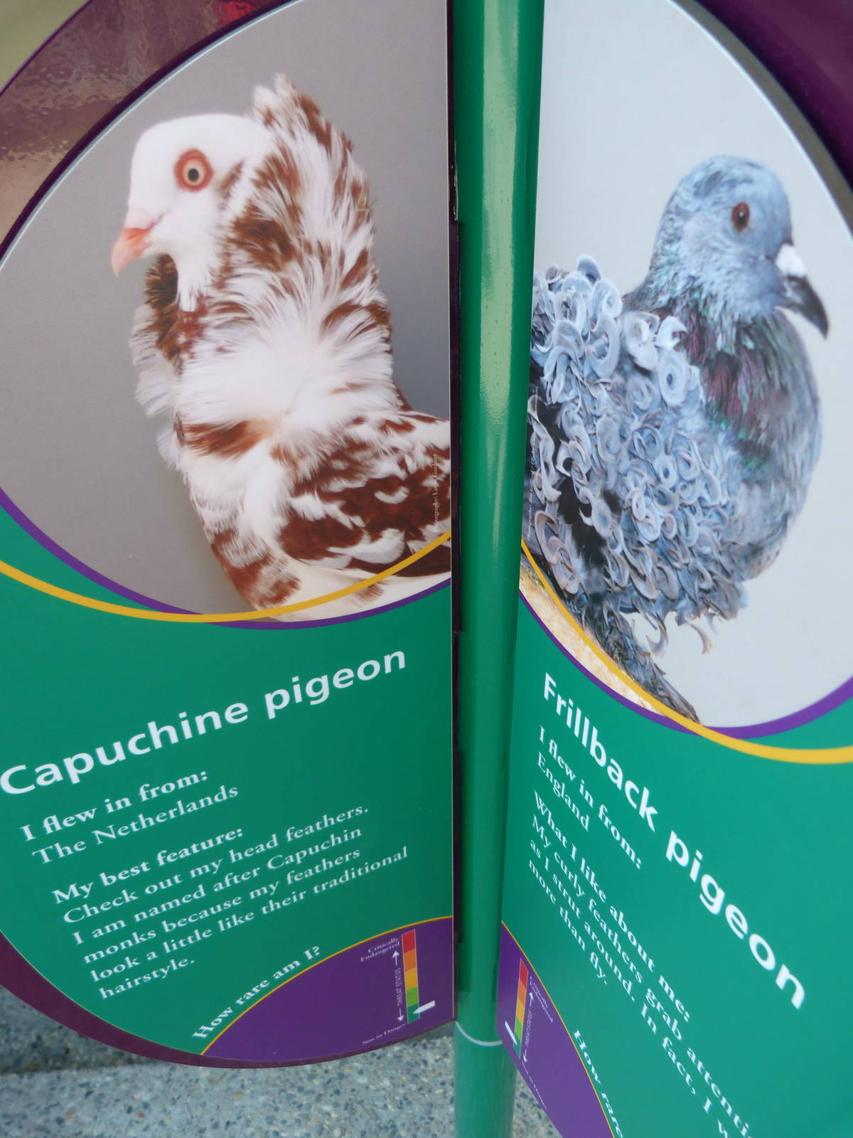 KidZoo U: Pigeon Sign