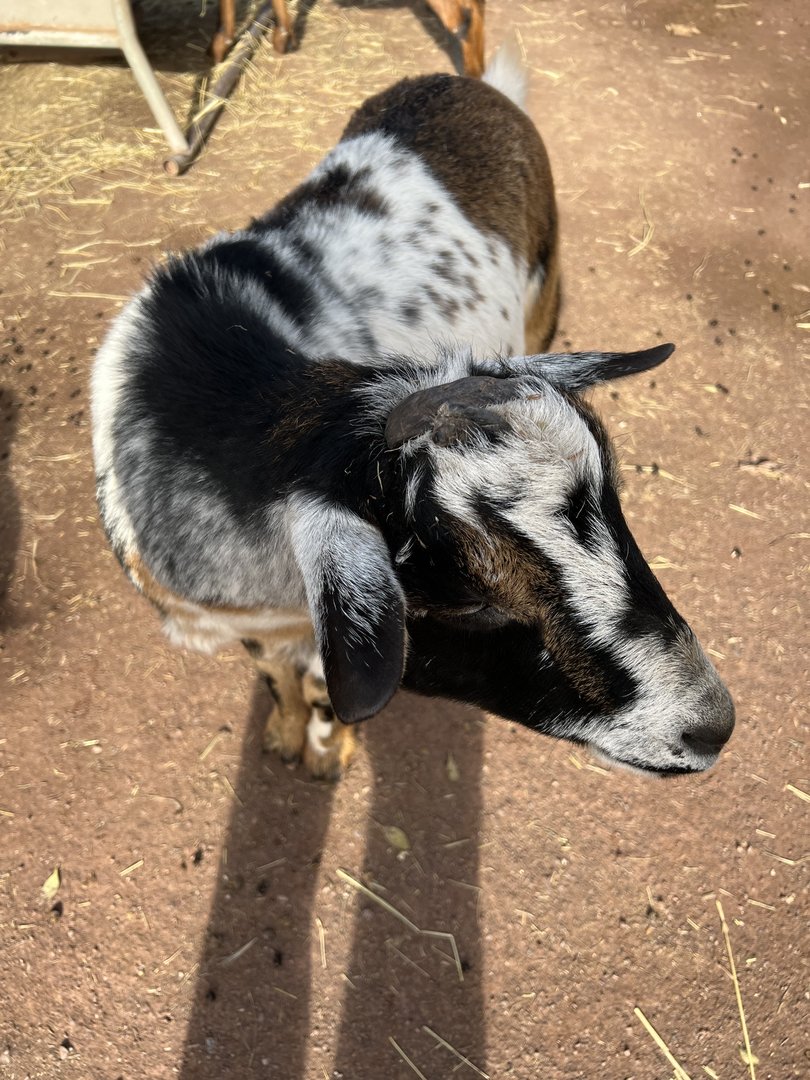 KidZooU- Barnyard- Nigerian Dwarf Goat- Comet
