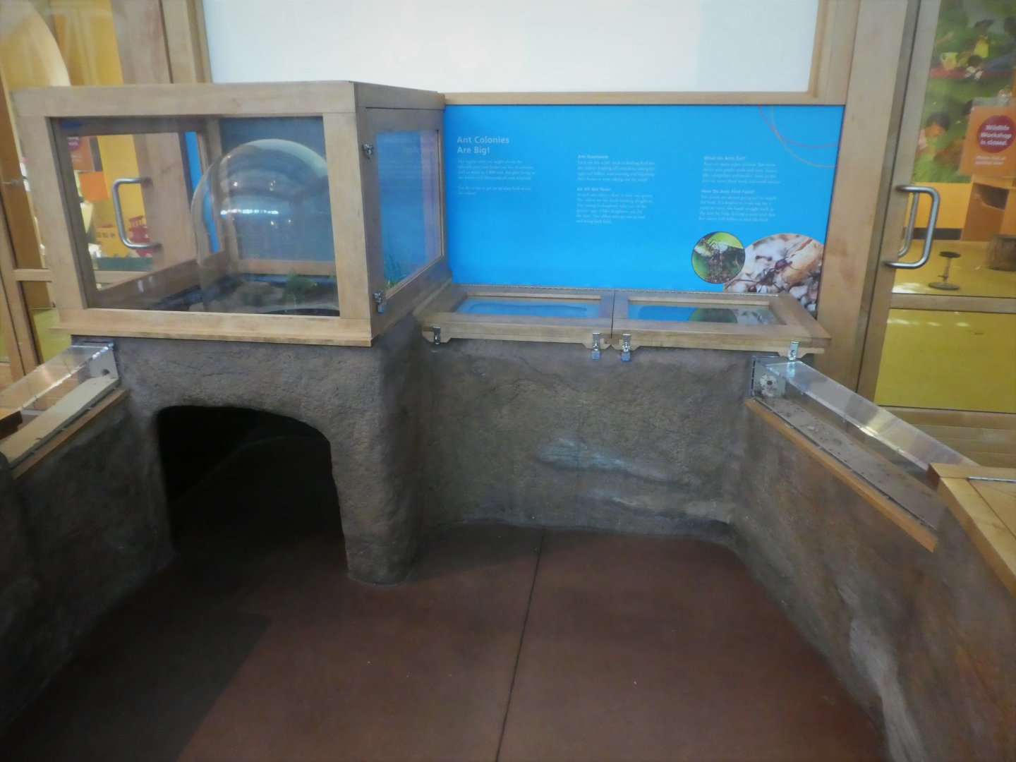 KidZooU - Faris Family Education Center - Ant Exhibit