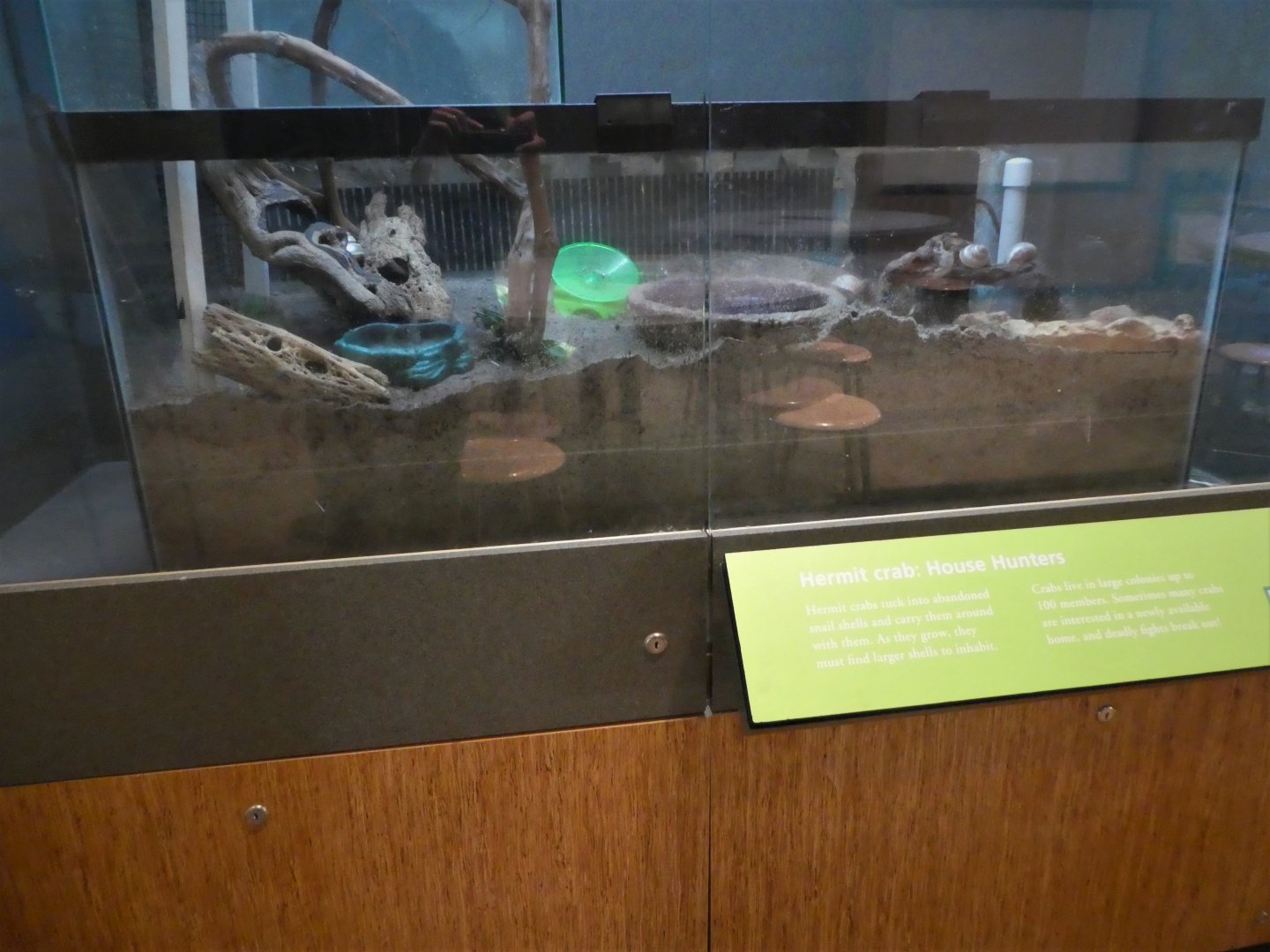 KidZooU - Faris Family Education Center - Caribbean Hermit Crab Exhibit