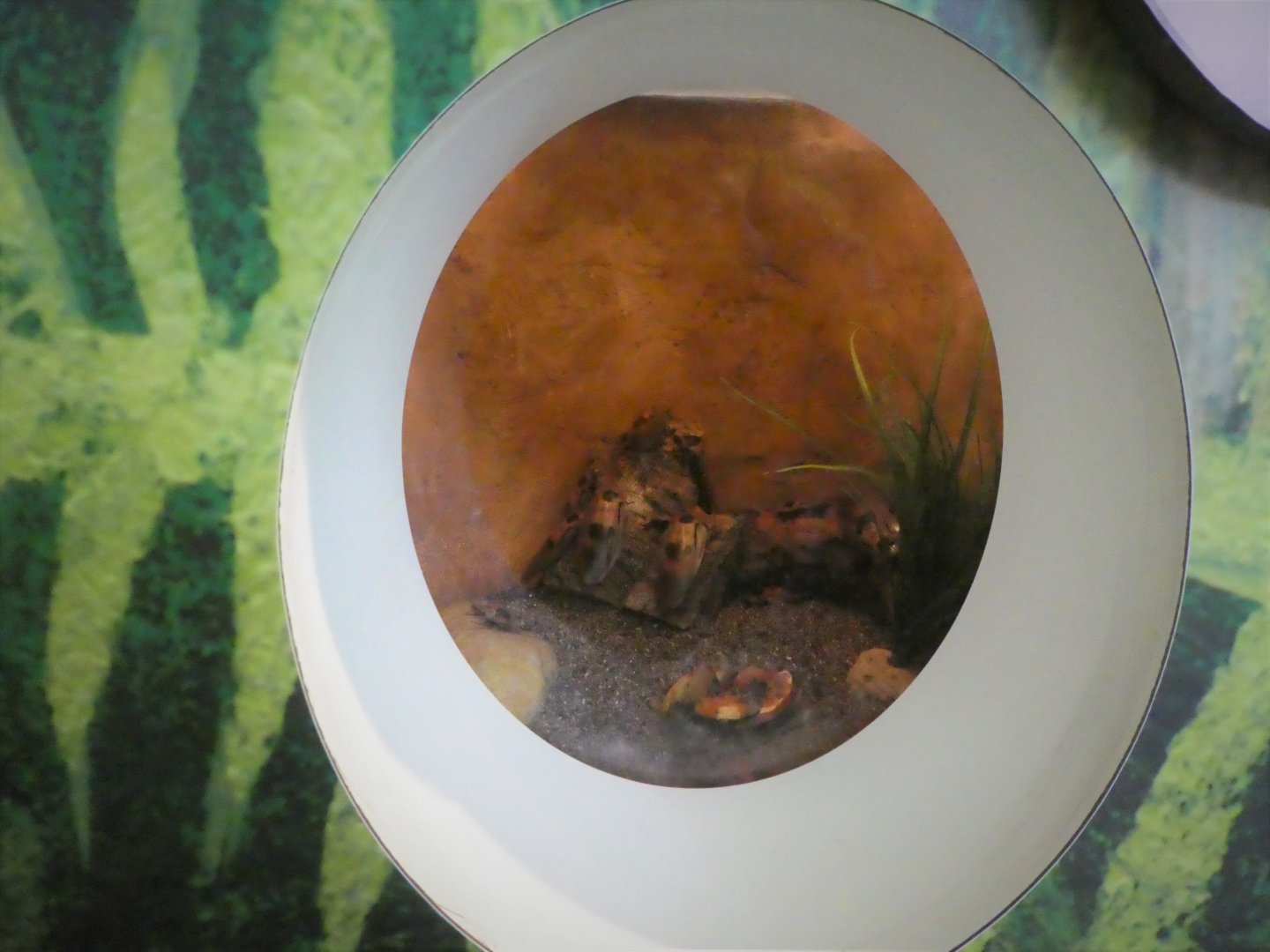 KidZooU - Faris Family Education Center - Central American Giant Cave Cockroach Exhibit